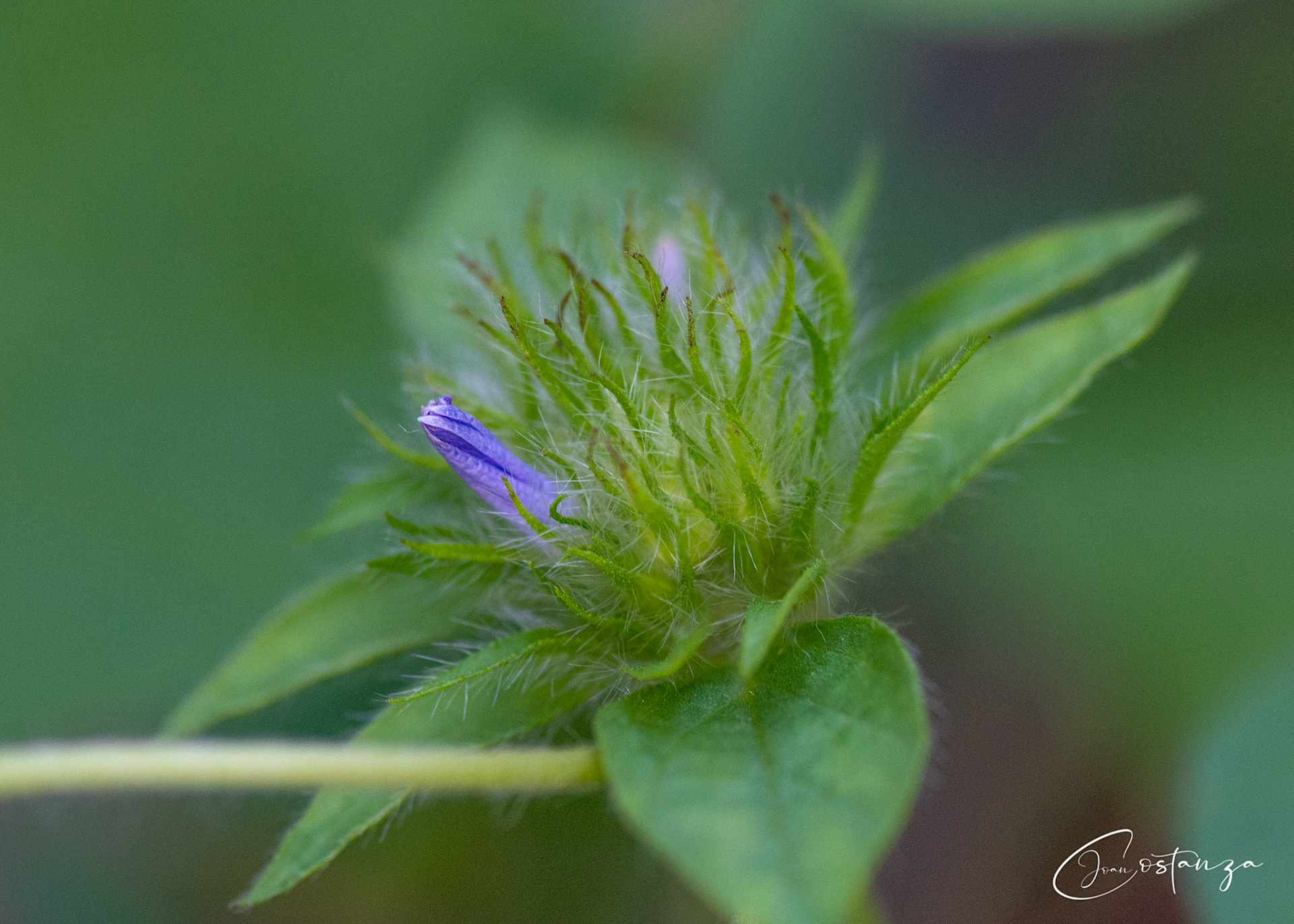 Jacquemontia tamnifolia - Hairy Cluster Vine