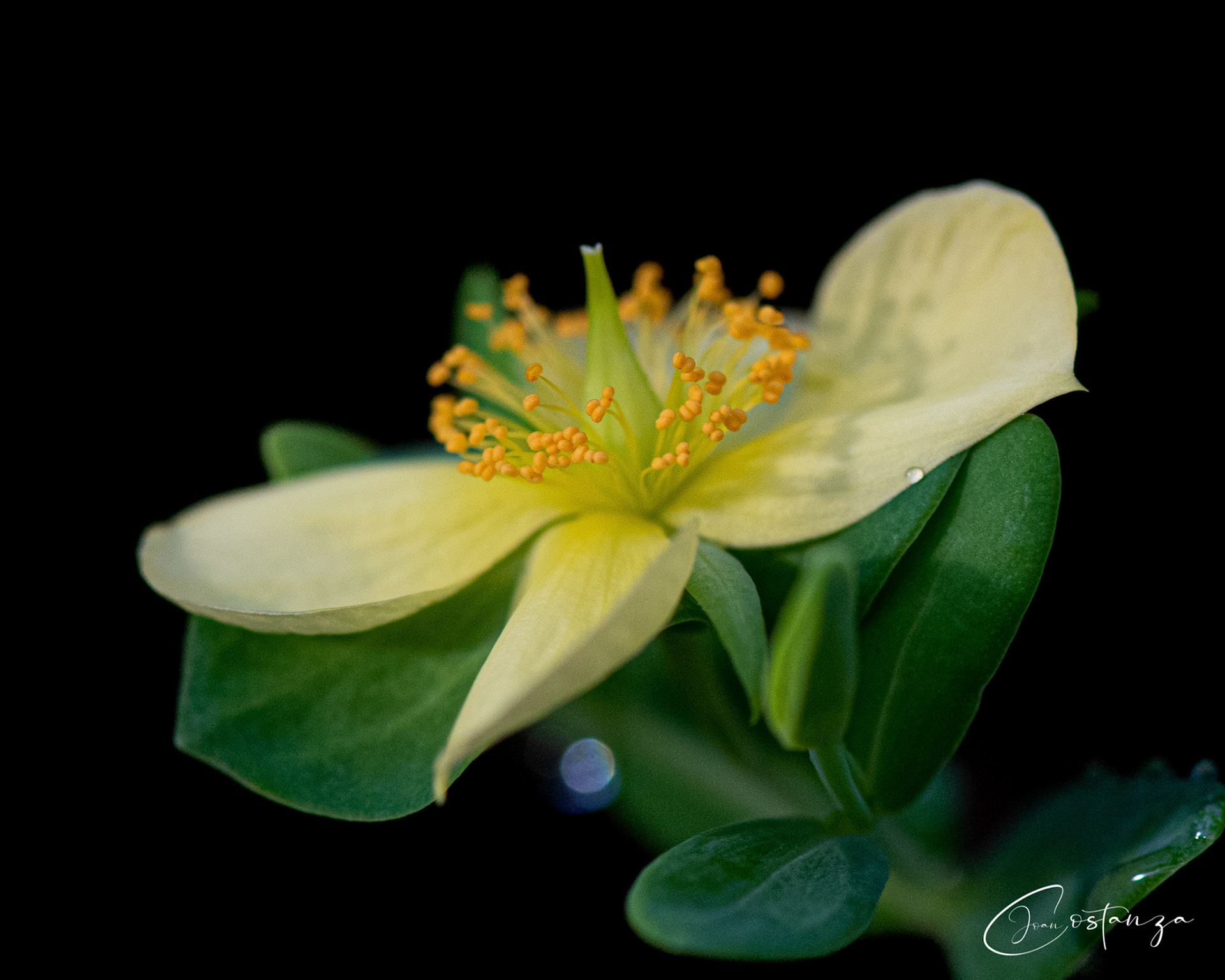 Hypericum crux-andreae (St. Peter's-Wort)