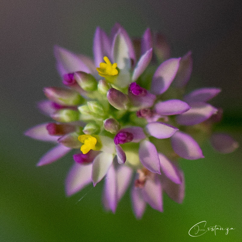 Polygala marianamaryland milkwort