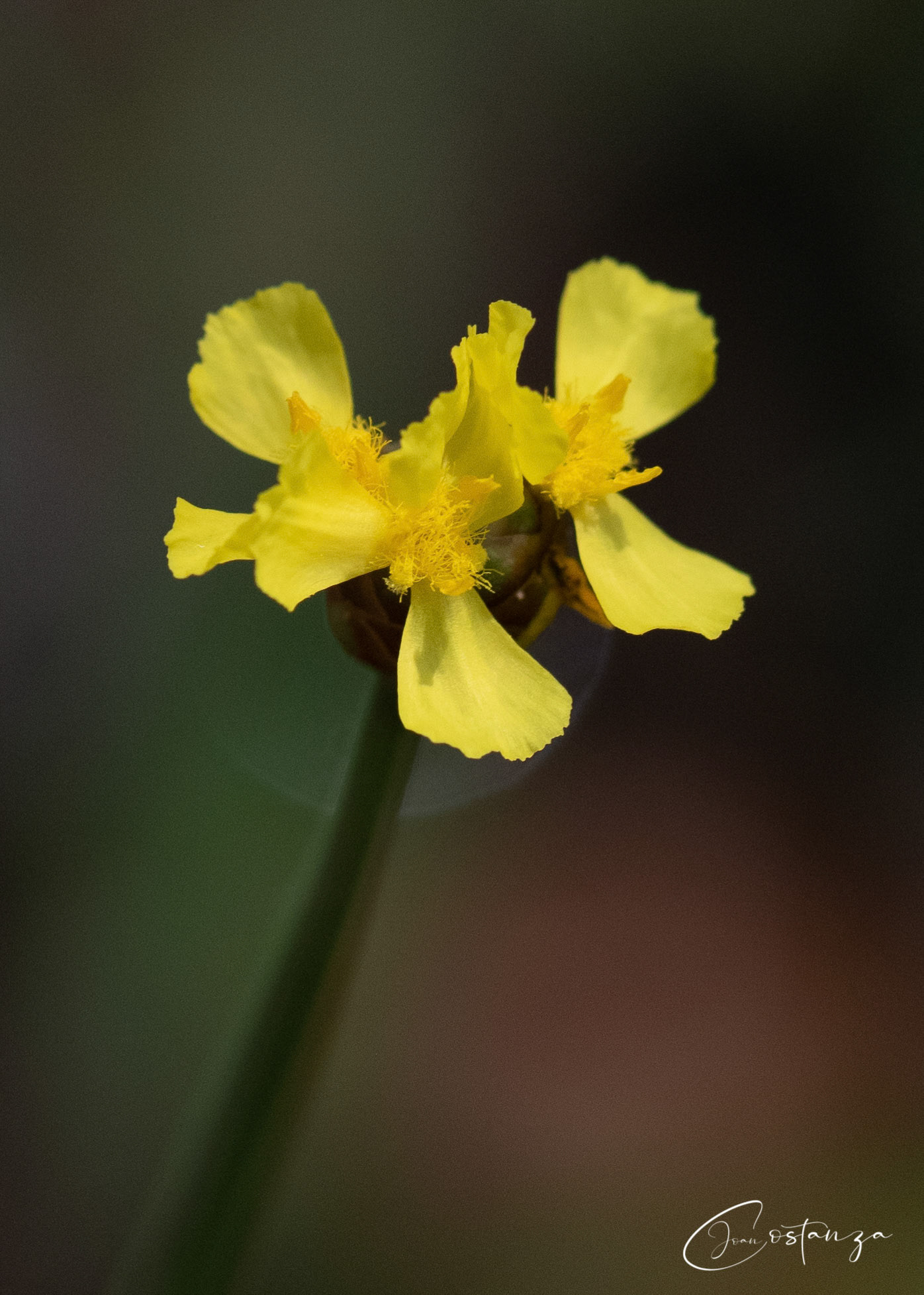 Xyris - Yellowed-Eyed Grass