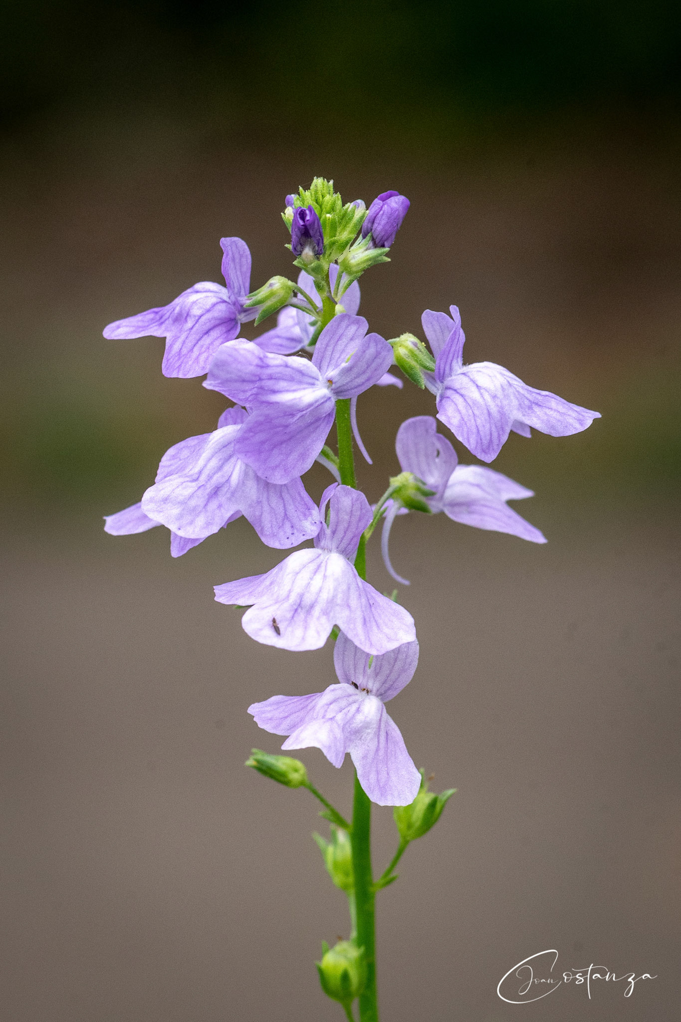Nuttallanthus canadensisold field toadflax, canada toadflax, oldfield-toadflax, oldfield toadflax, blue toadflax - NATIVE