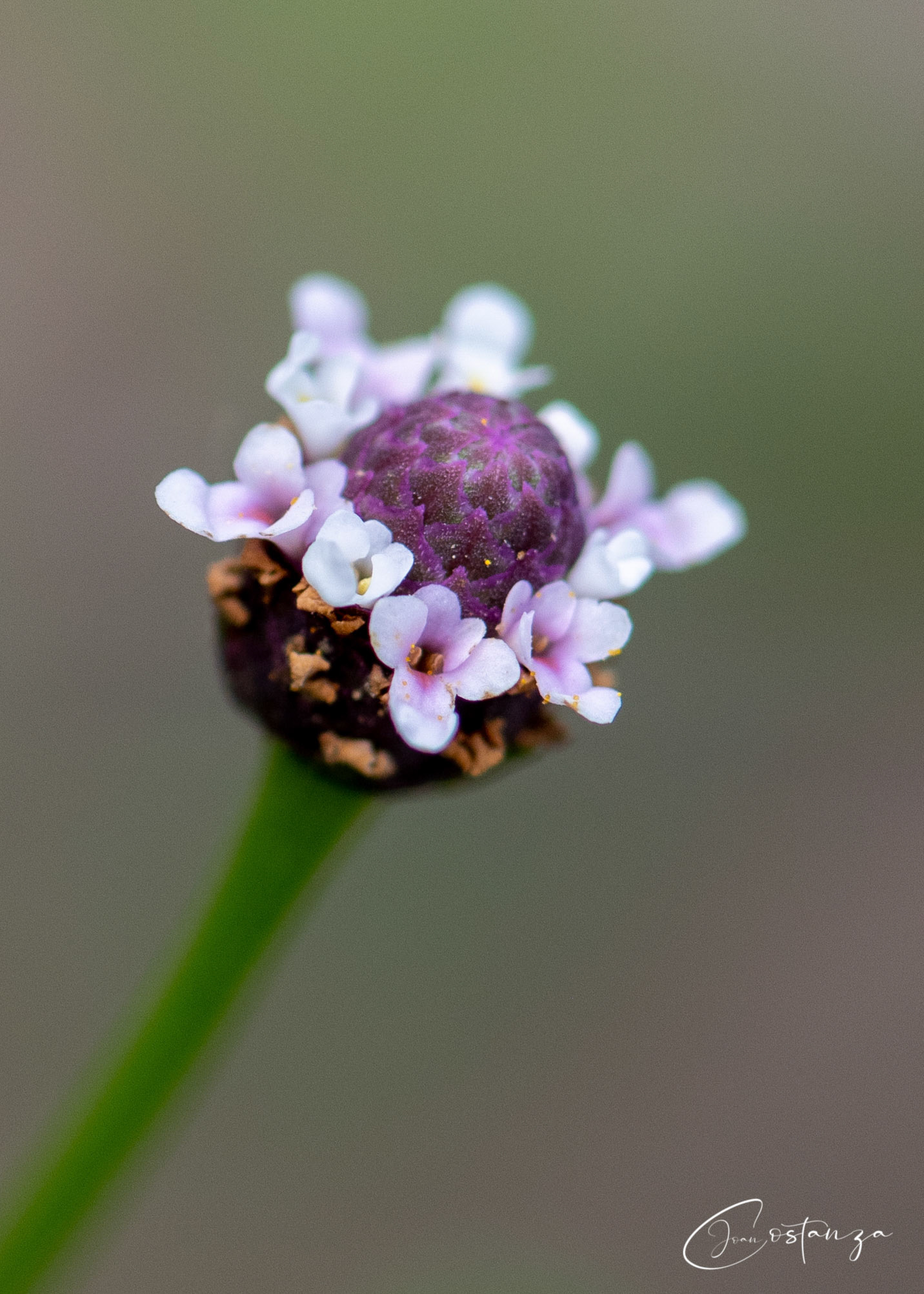 Phyla nodifloraTurkey Tangle Frogfruit - Native to Louisia