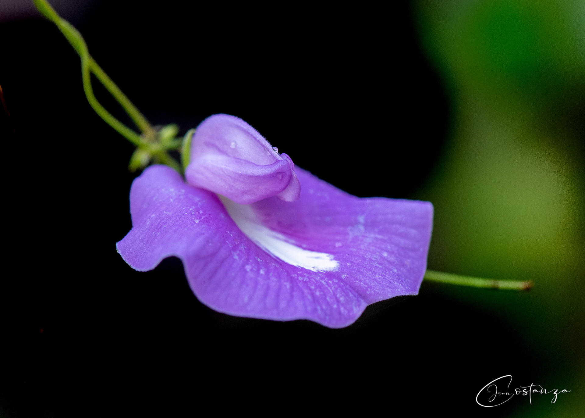Centrosema virginianum -- Butterfly Pea