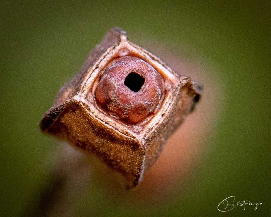 ludwigia alternifolia Seedbox