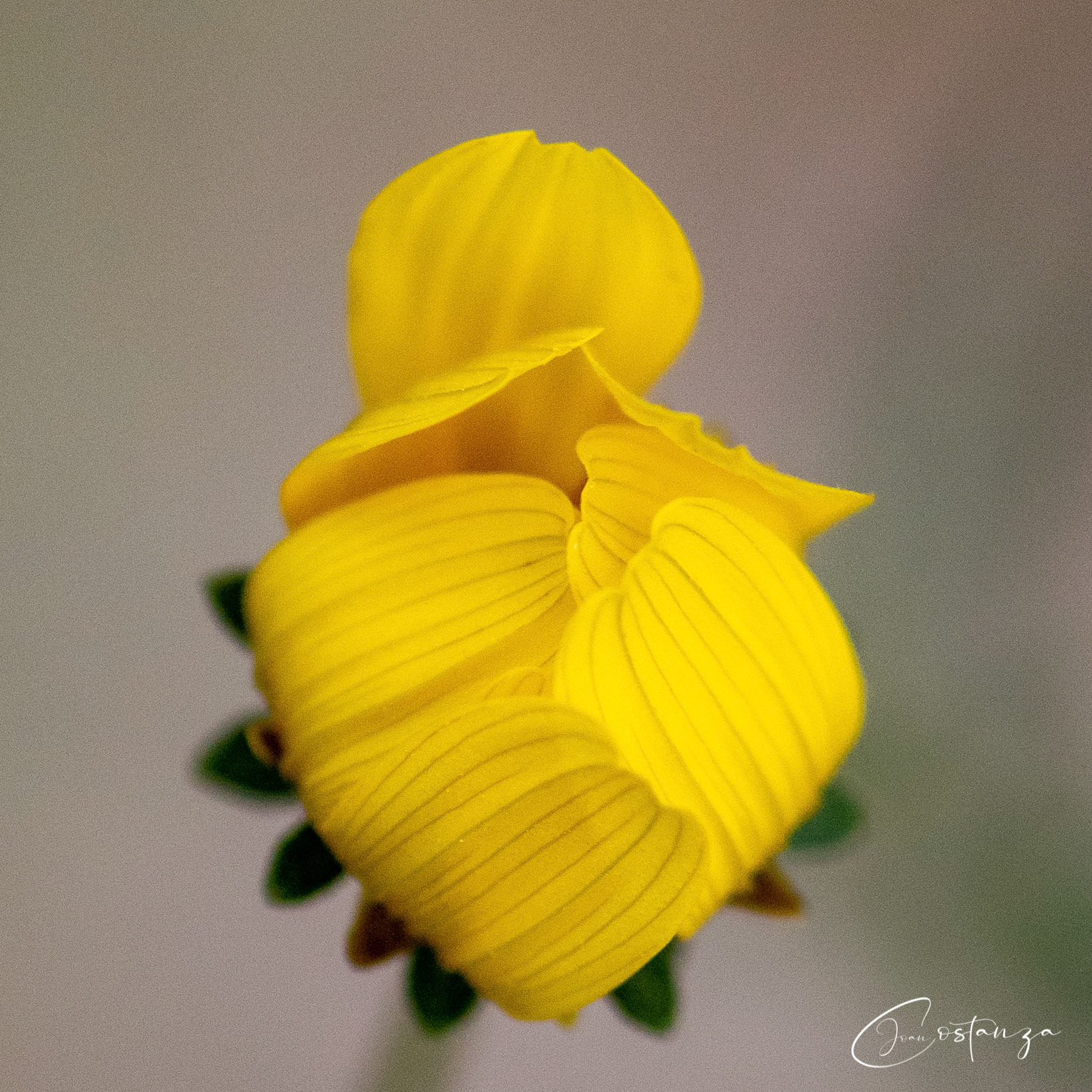 Bidens aristosa  - Tickseed Beggar-Ticks