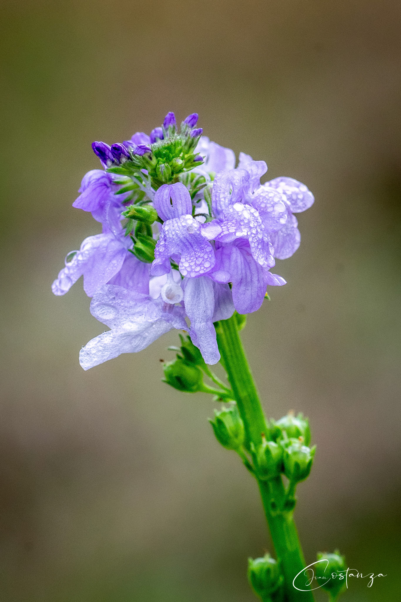 Nuttallanthus canadensisold field toadflax, canada toadflax, oldfield-toadflax, oldfield toadflax, blue toadflax