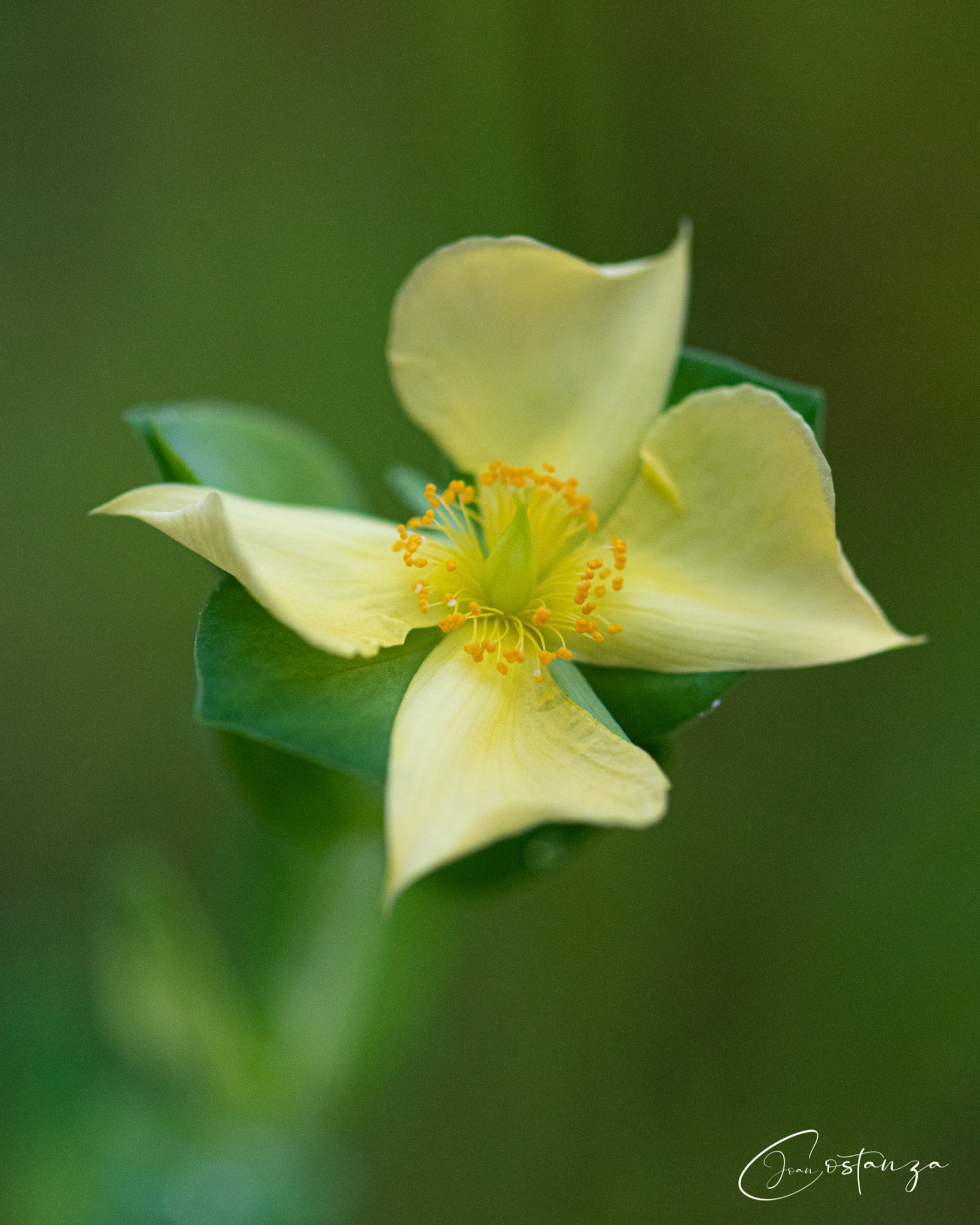 Hypericum crux-andreae (St. Peter's-Wort)