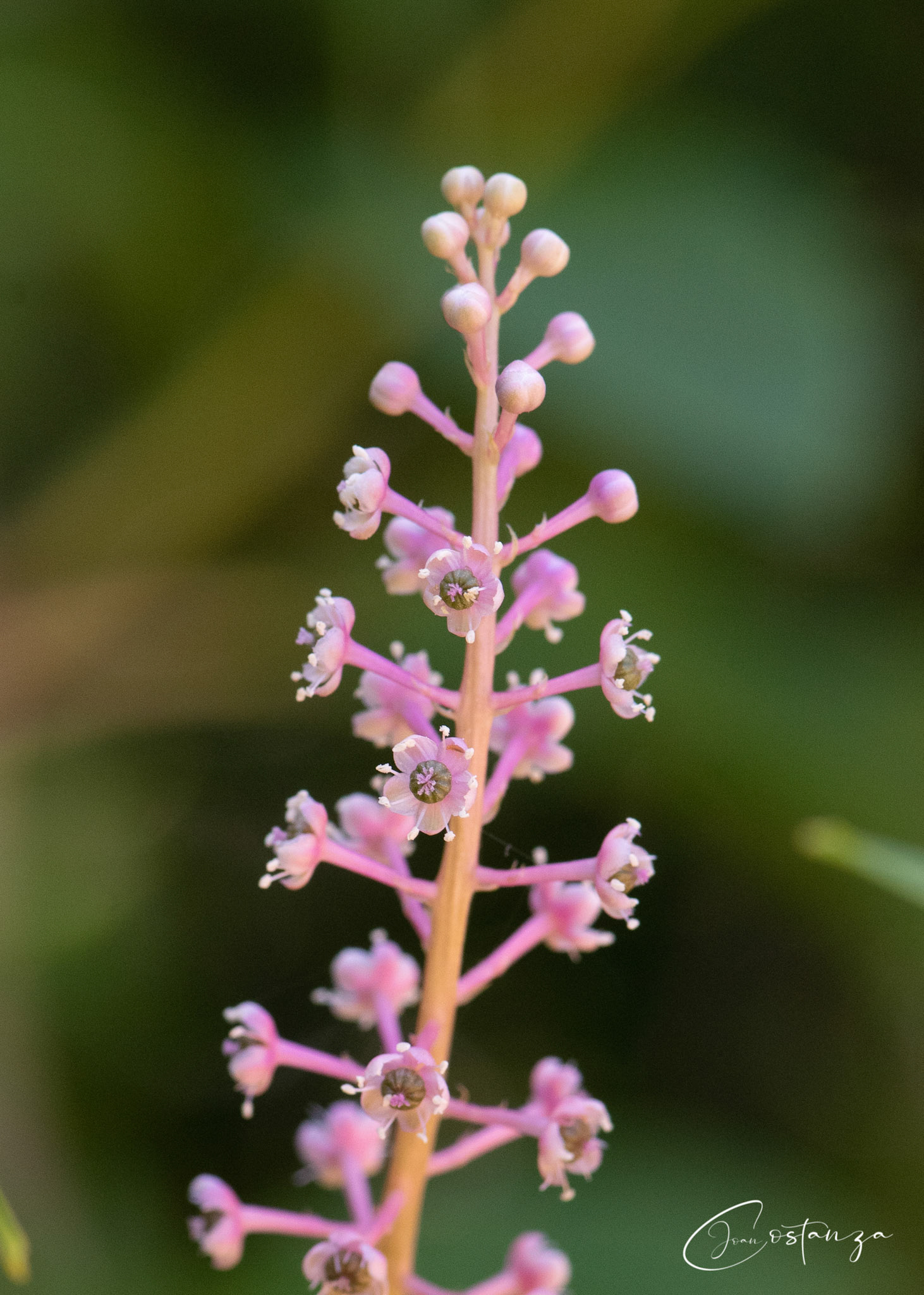 Pokeweed