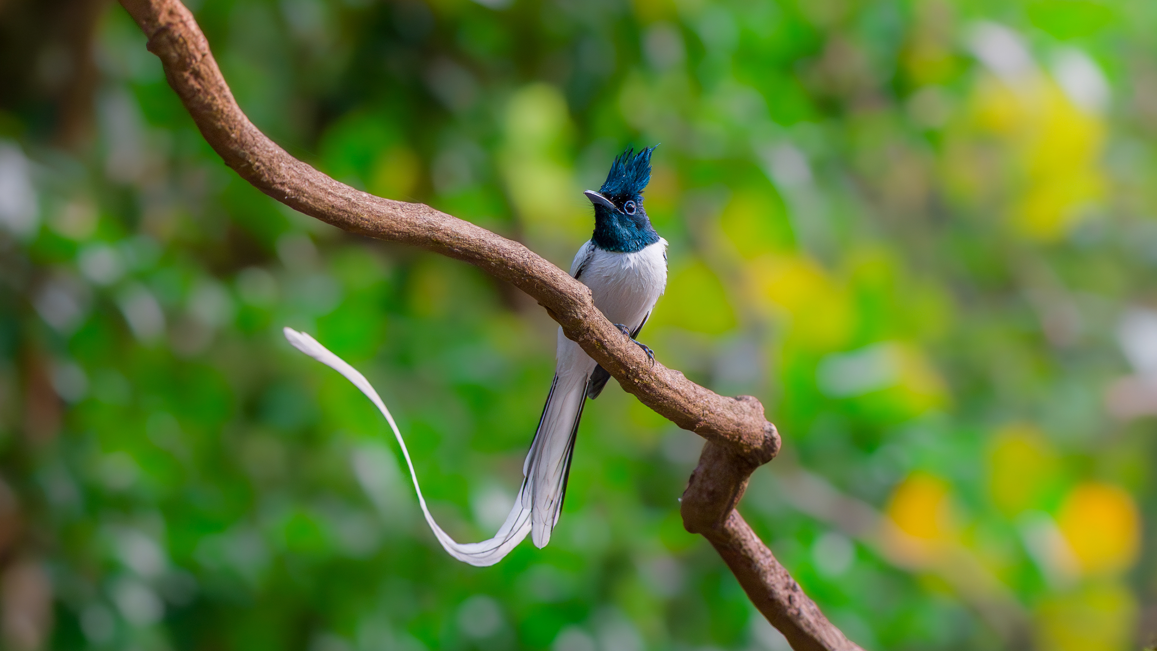 Asian Paradise Flycatcher