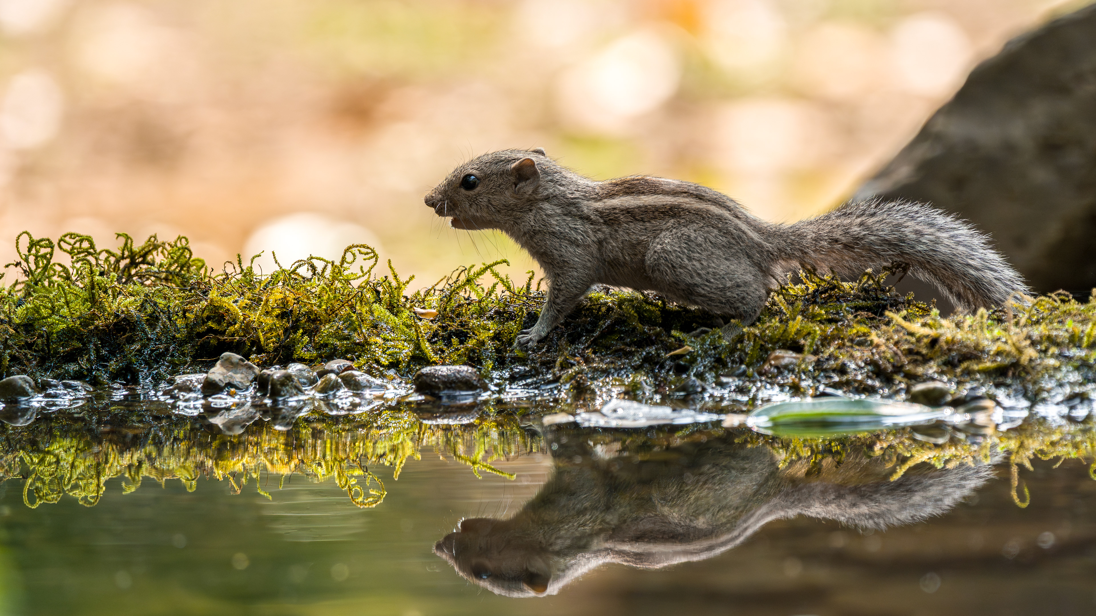 Indian Palm Squirrel