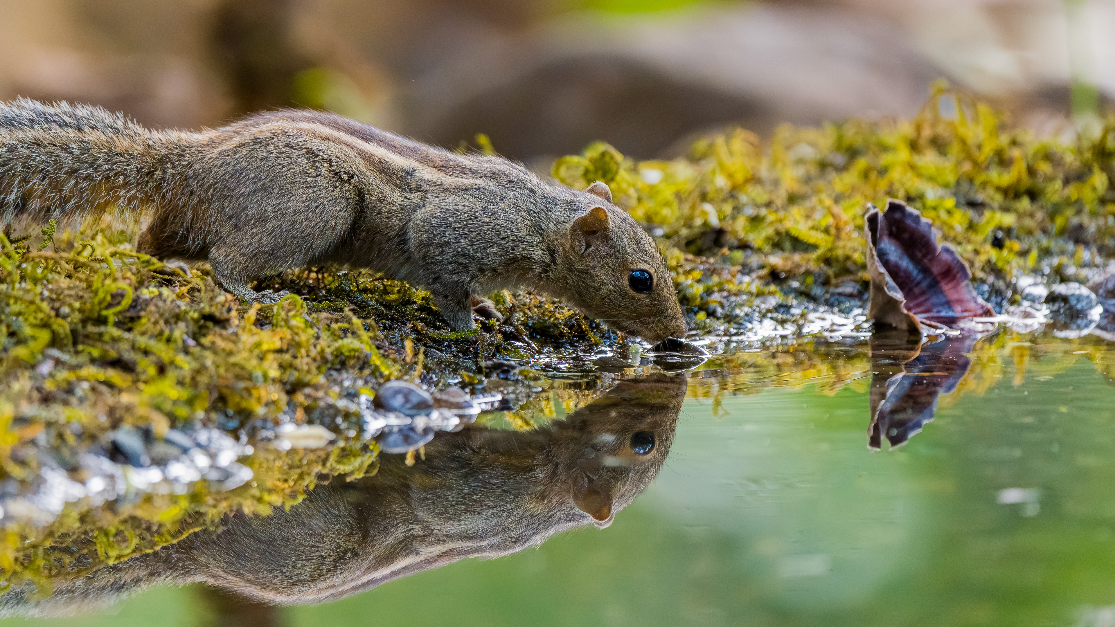 Indian Palm Squirrel