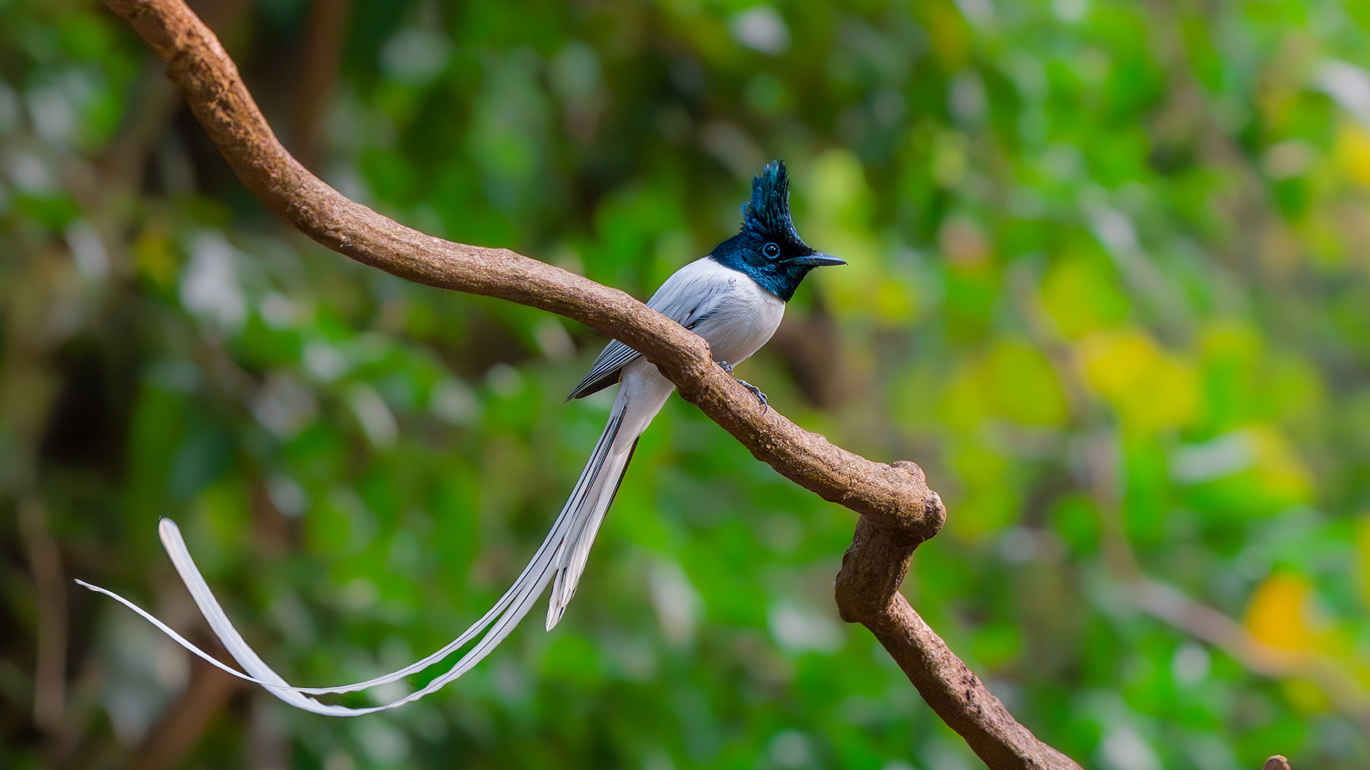 Asian Paradise Flycatcher