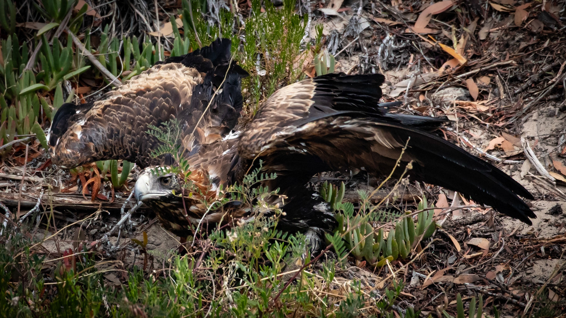Wedgetail eagle