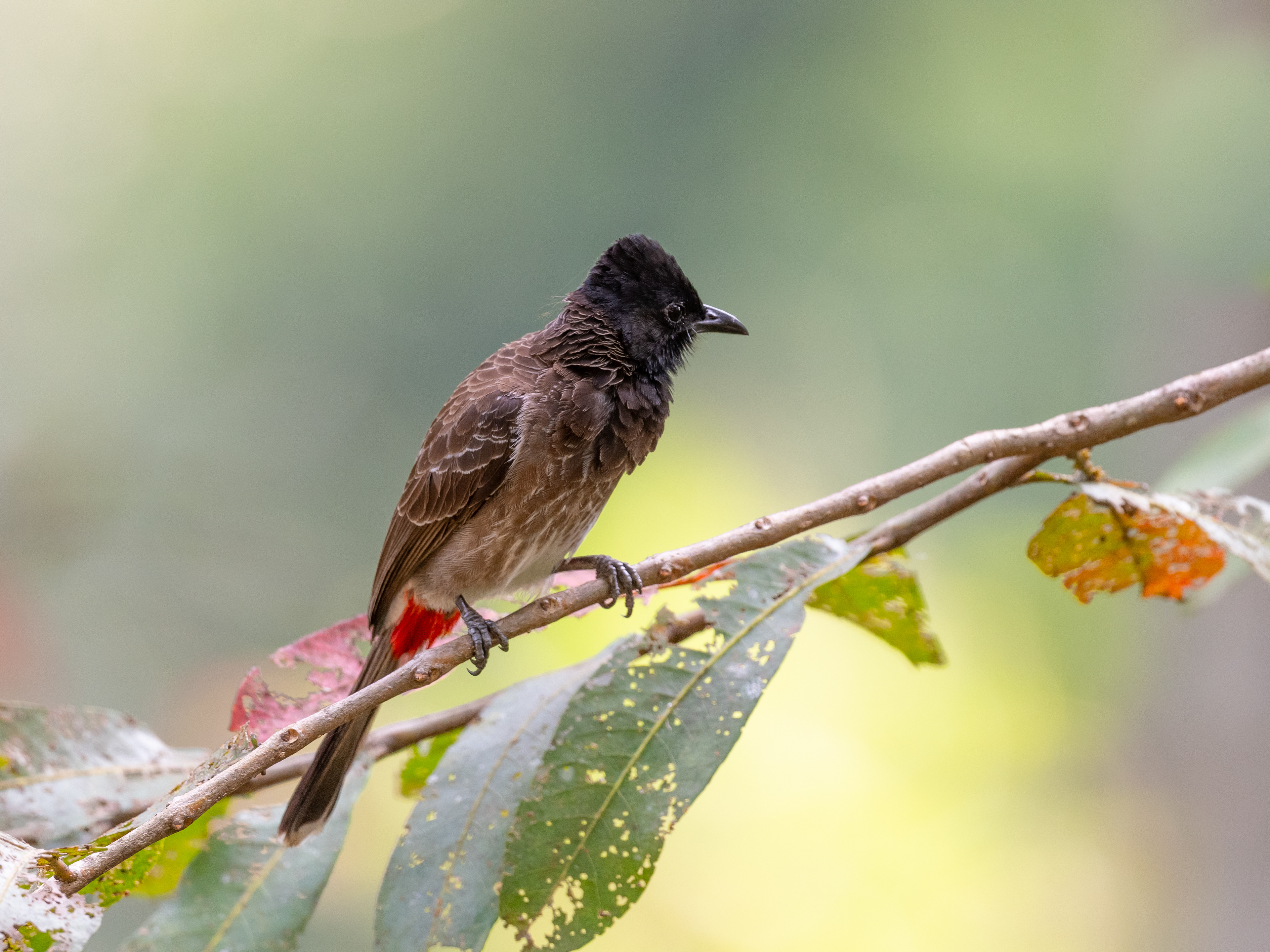 Red-vented bulbul