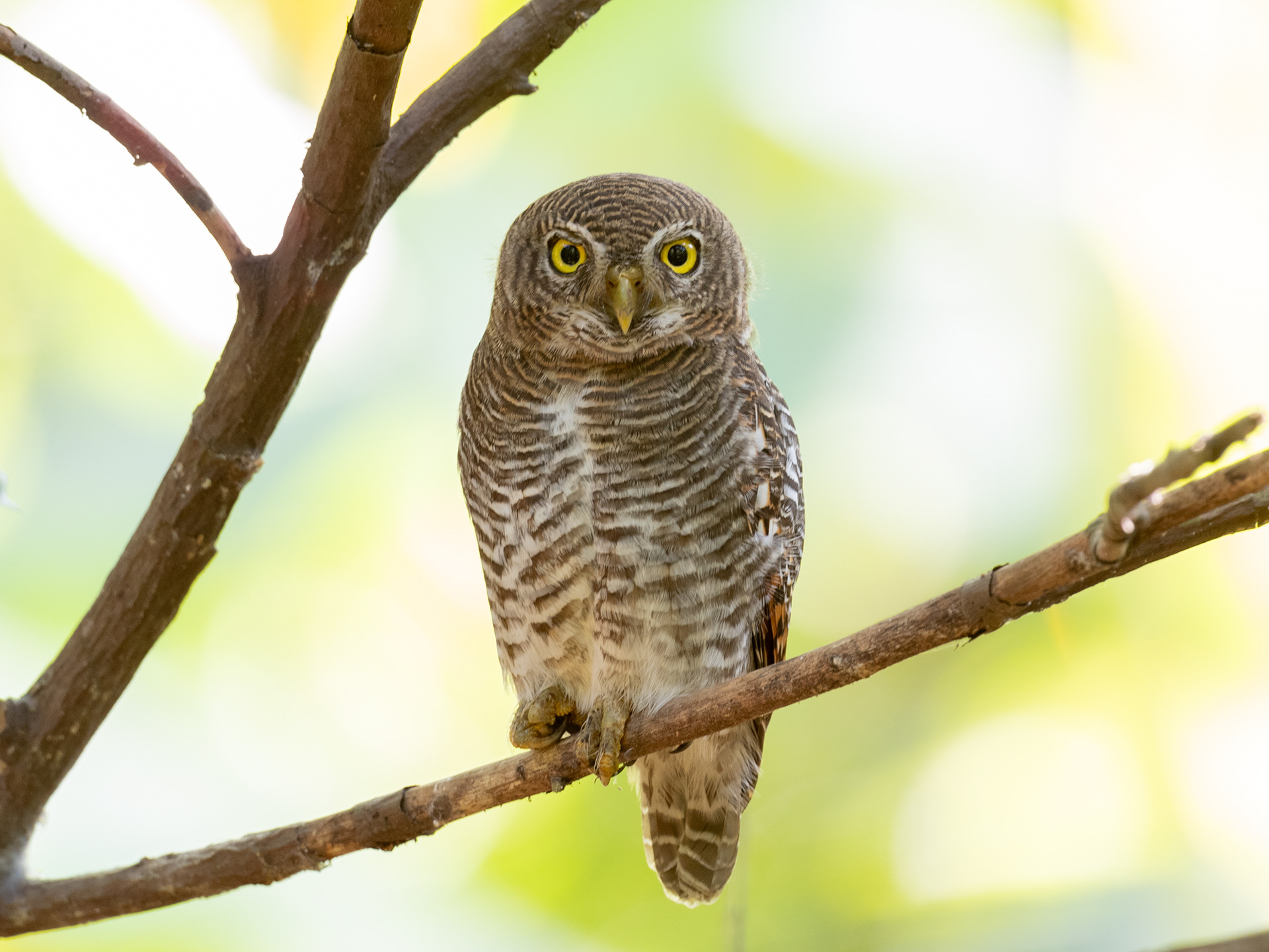 Jungle Owlet