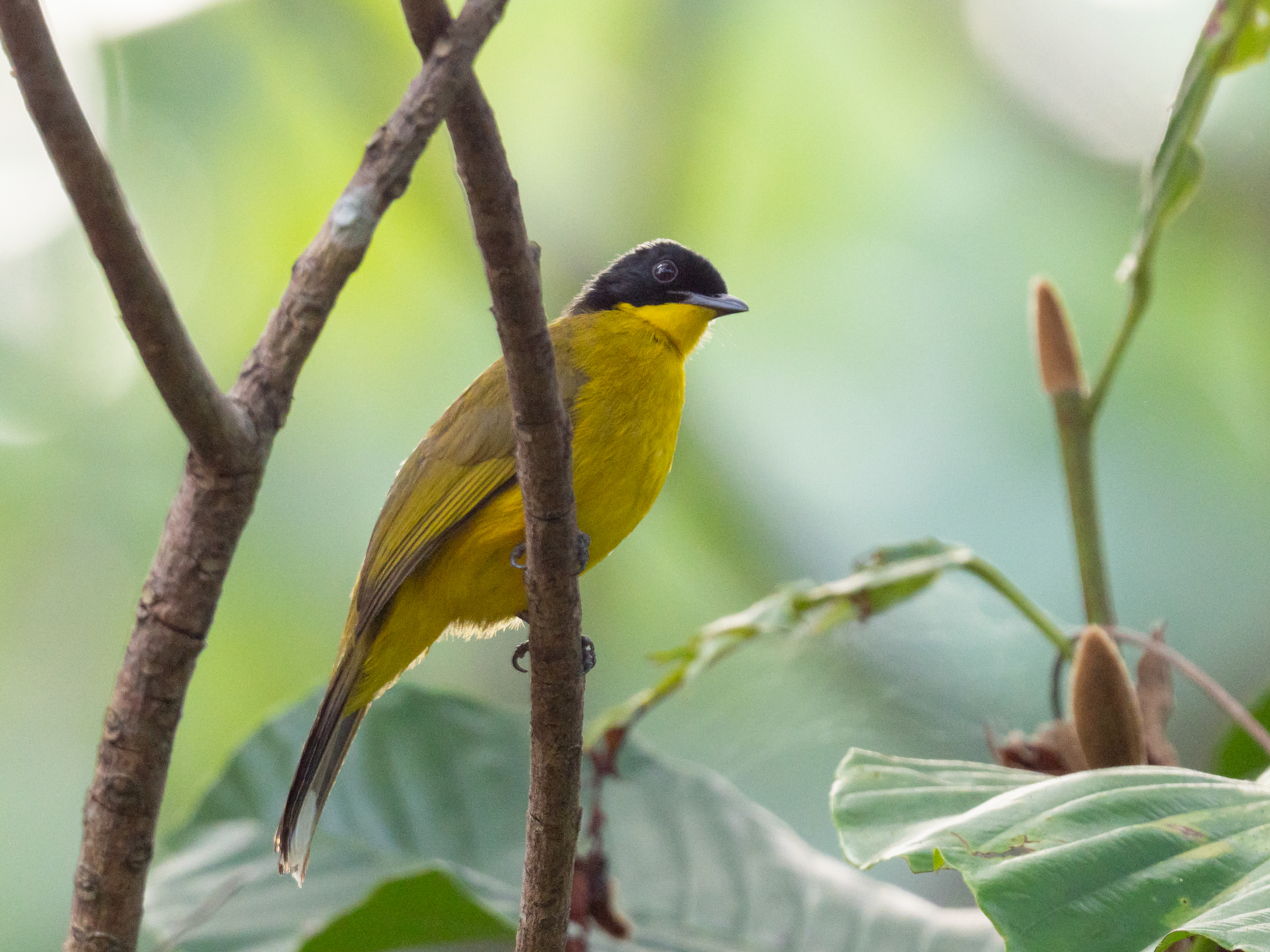 Black-capped bulbul