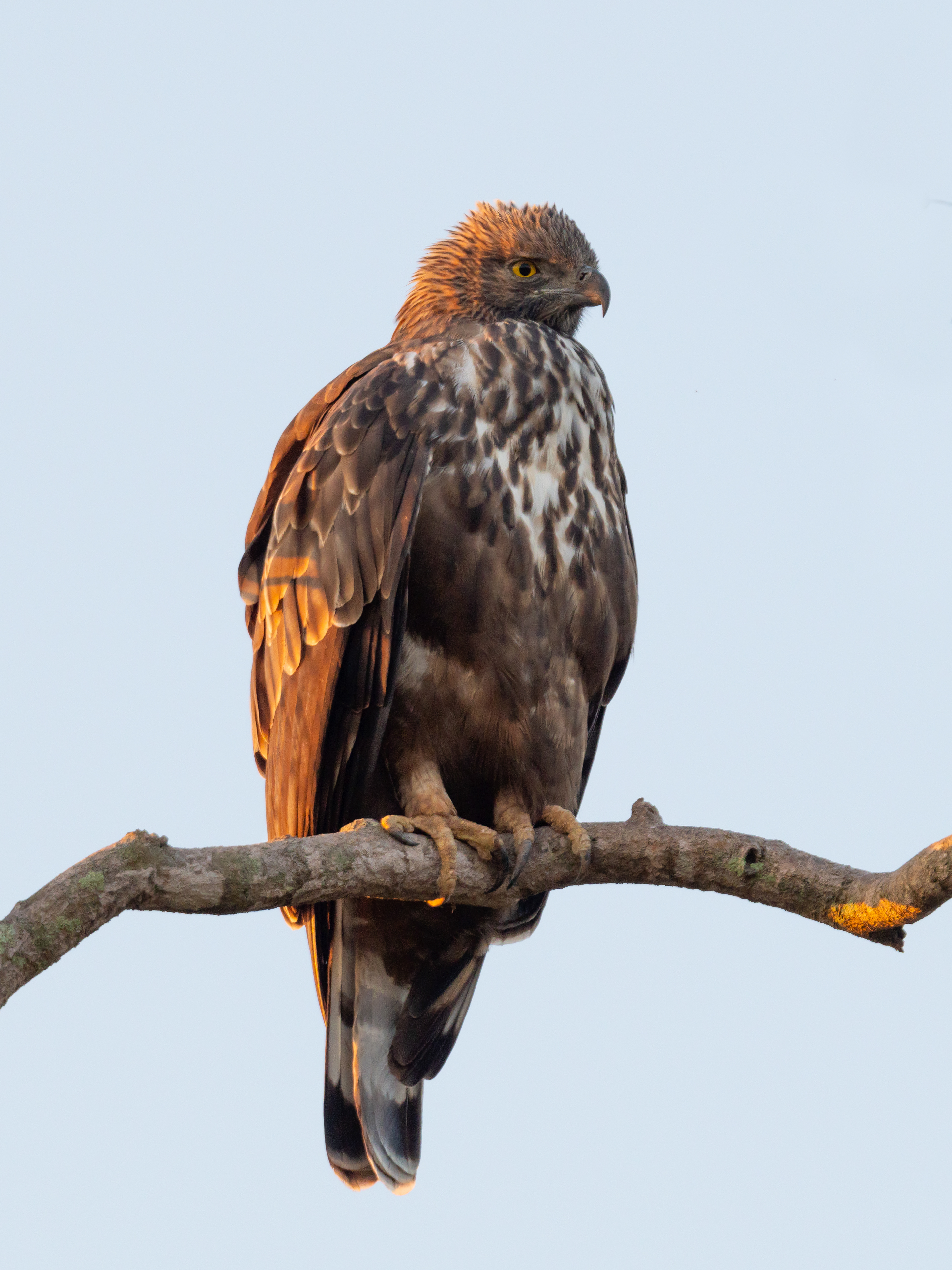 Changeable Hawk-Eagle