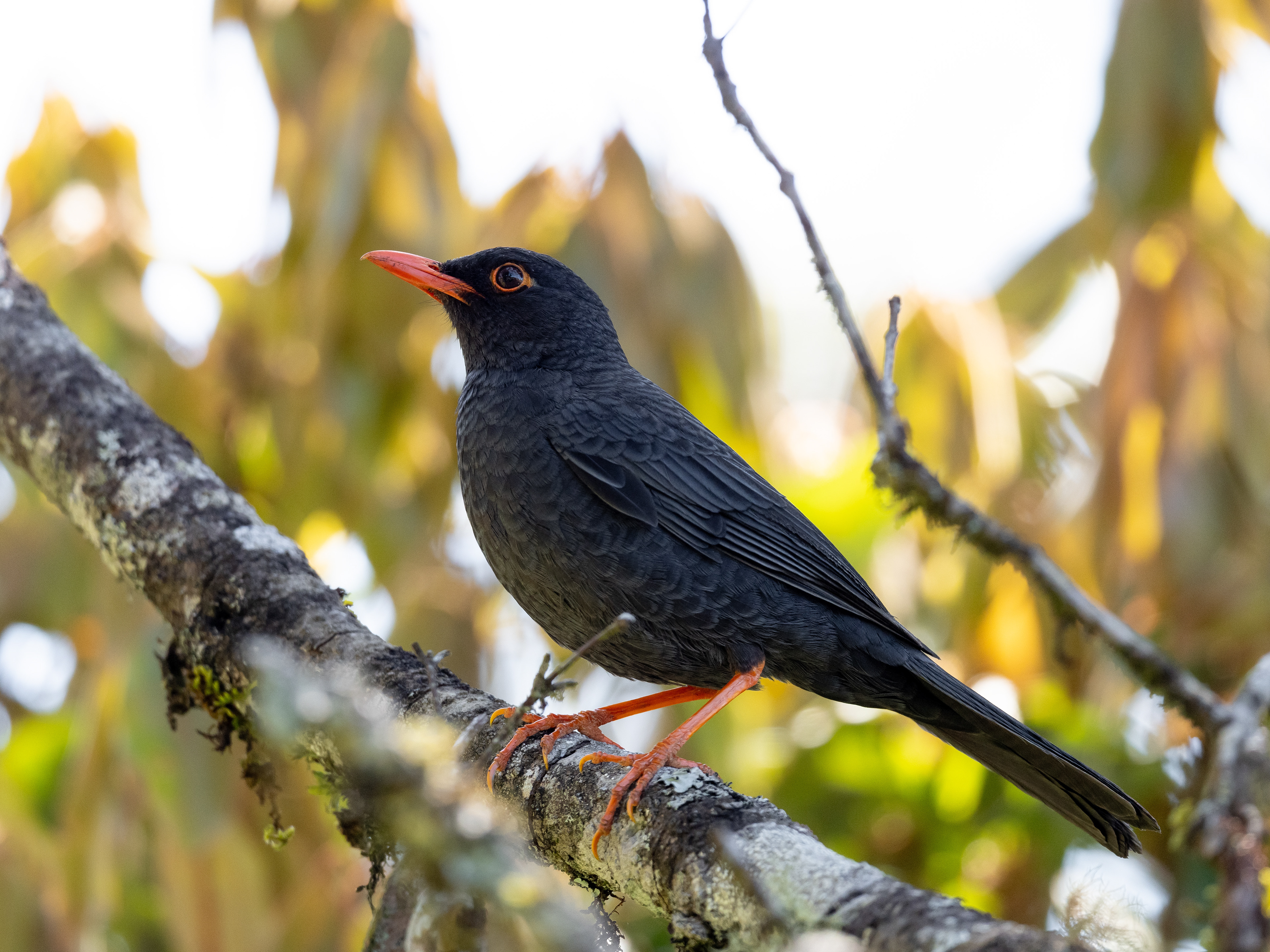 Indian blackbird