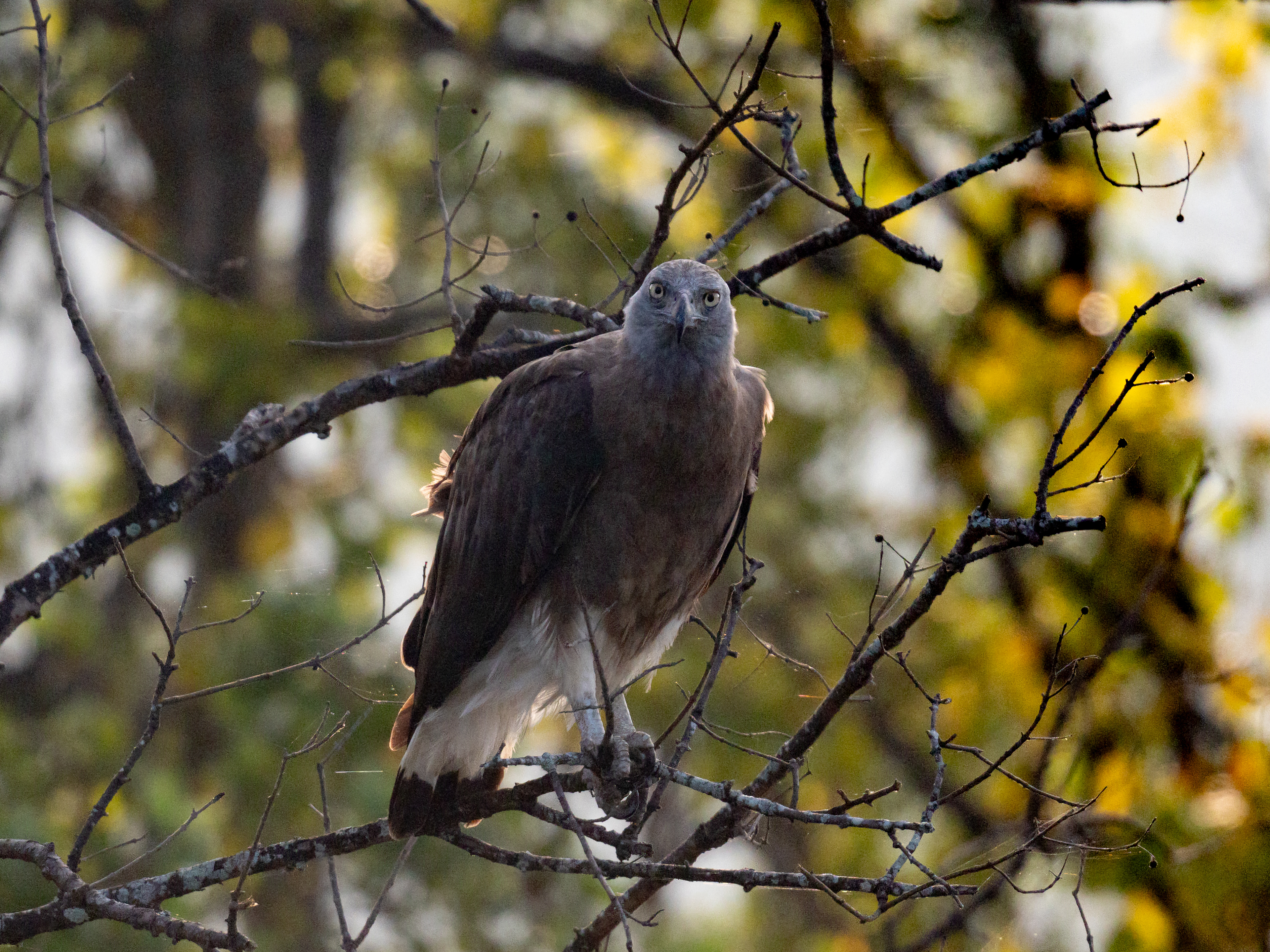 Grey-headed Fish Eagle