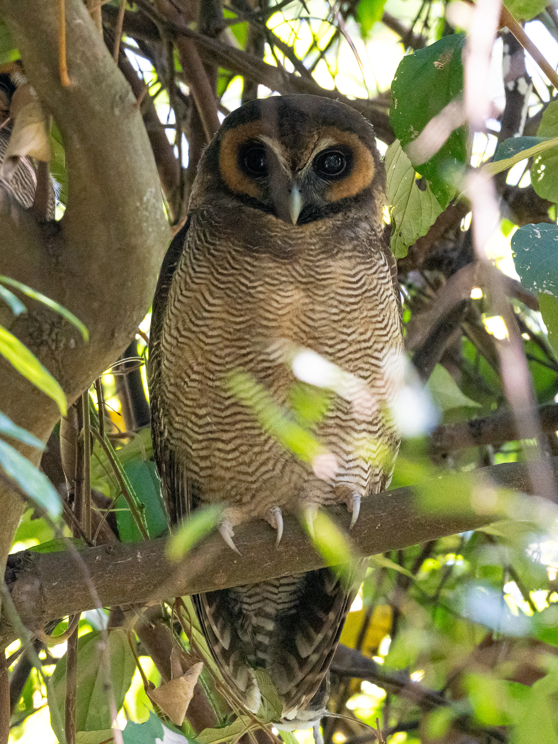 Brown Wood Owl