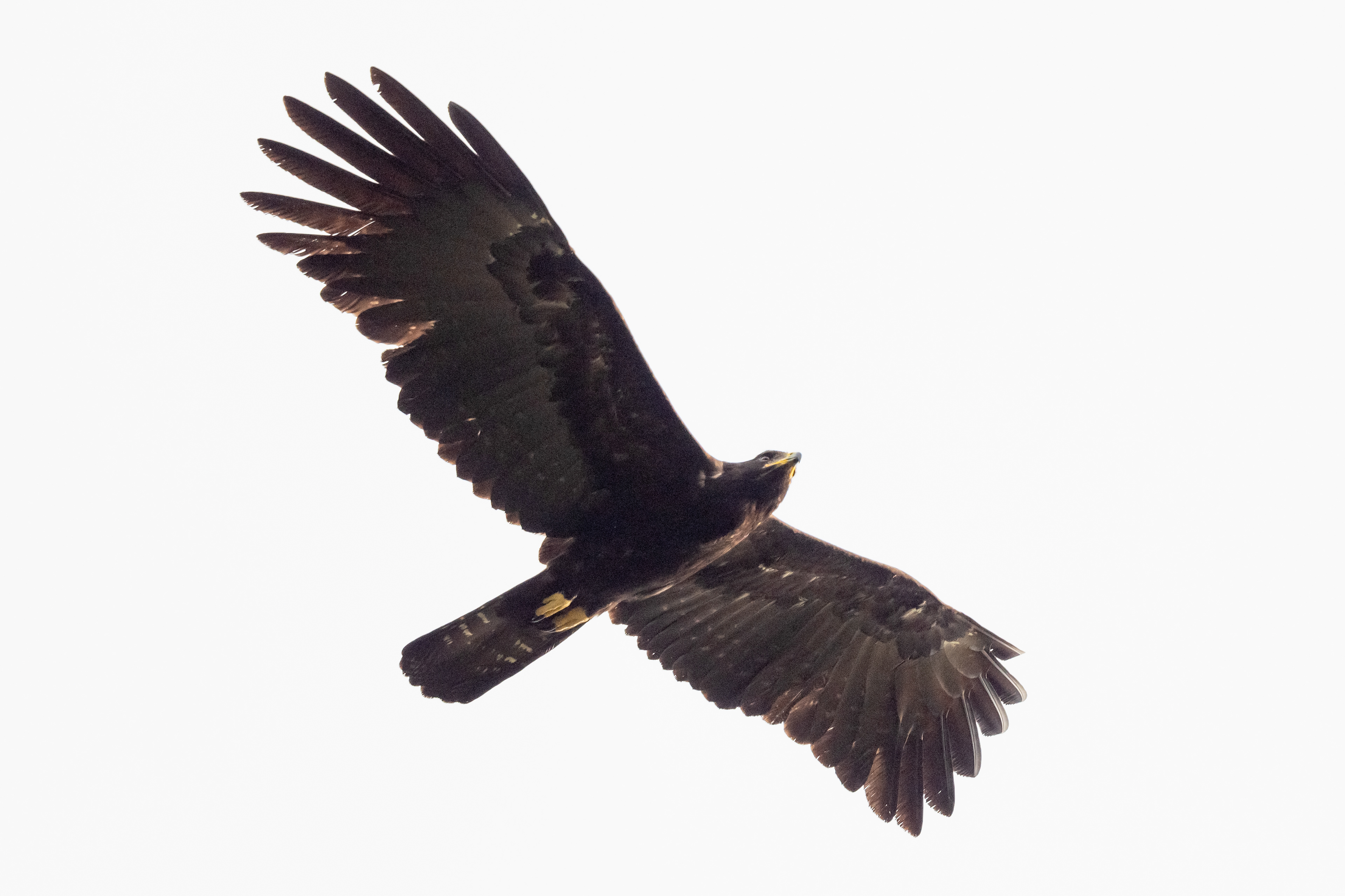 Black Eagle