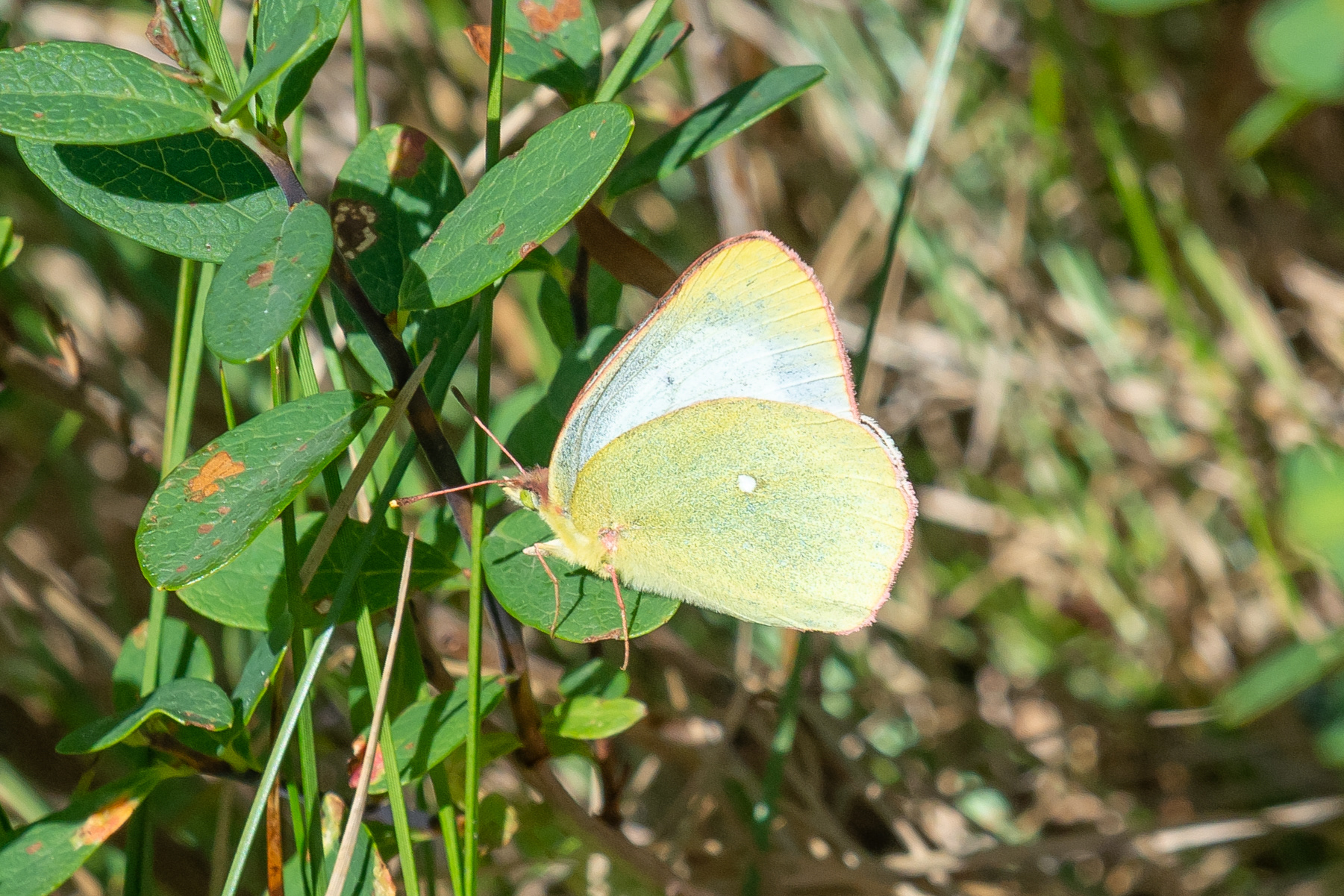 Svavelgul höfjäril