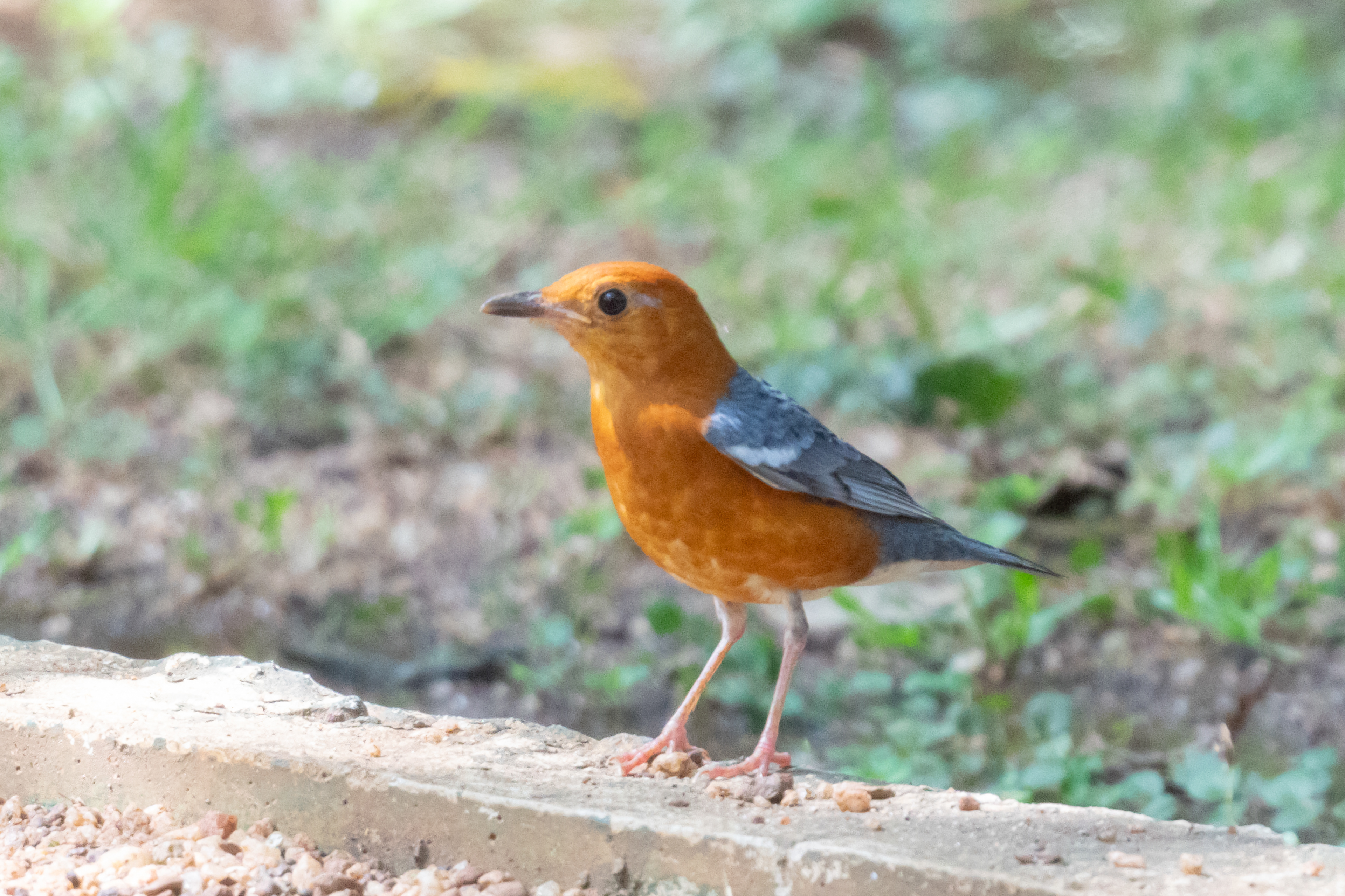 Orange-headed thrush