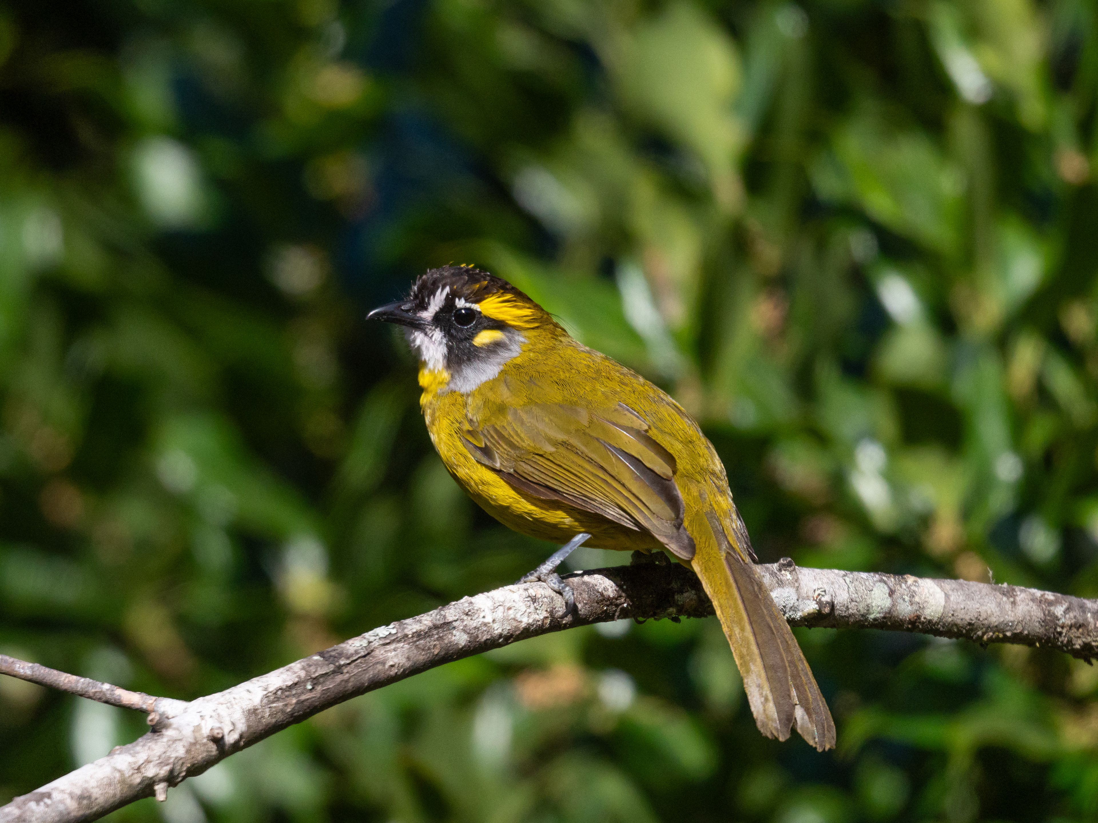 Yellow-eared bulbul