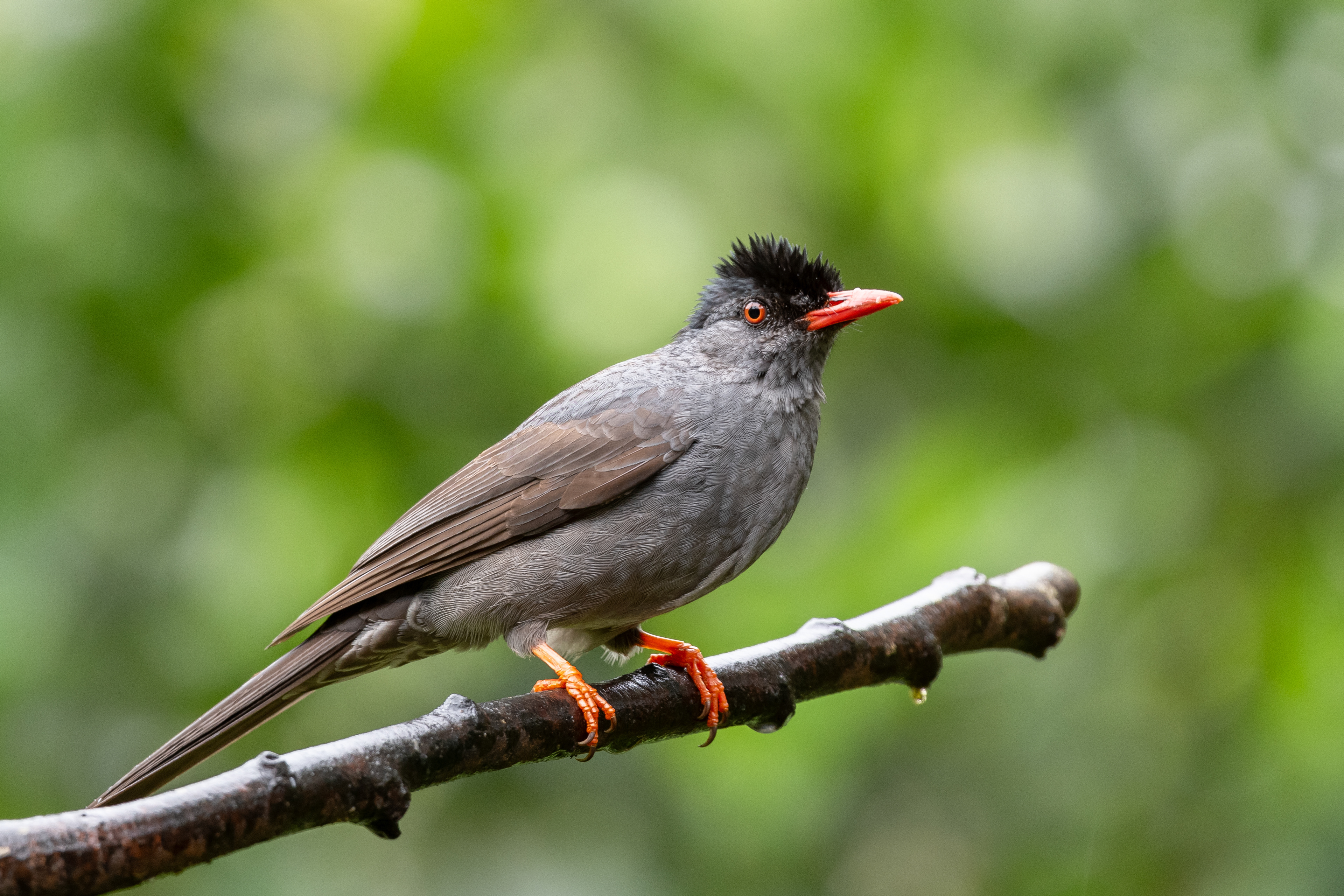 Square-tailed bulbul