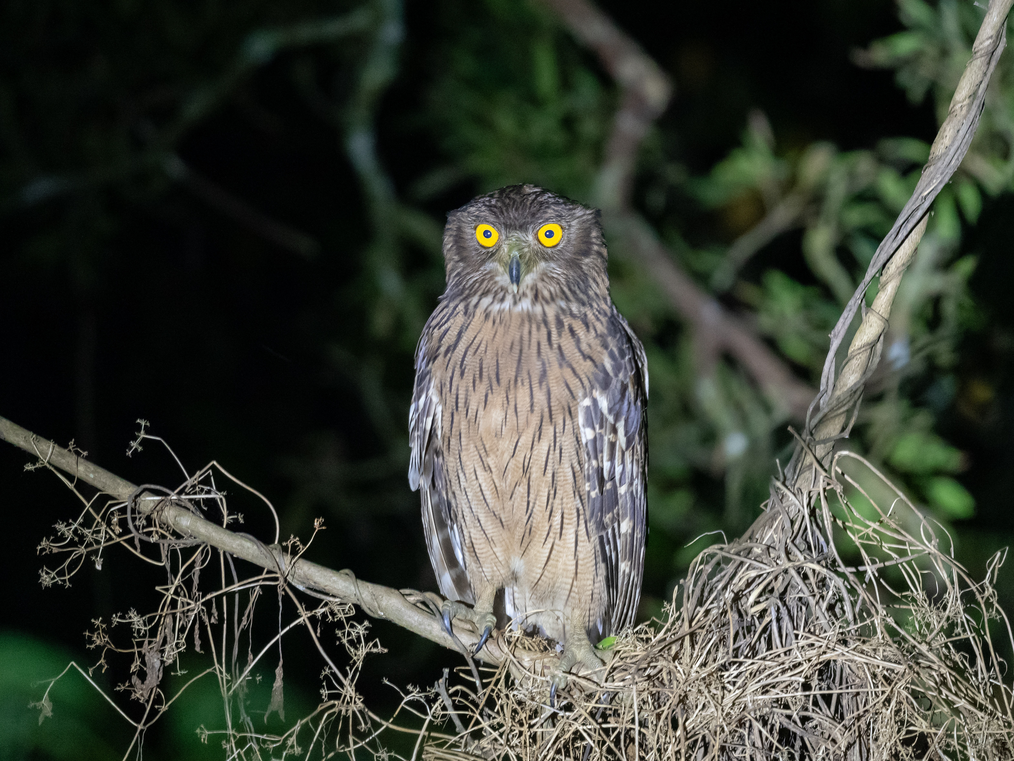 Brown Fish Owl