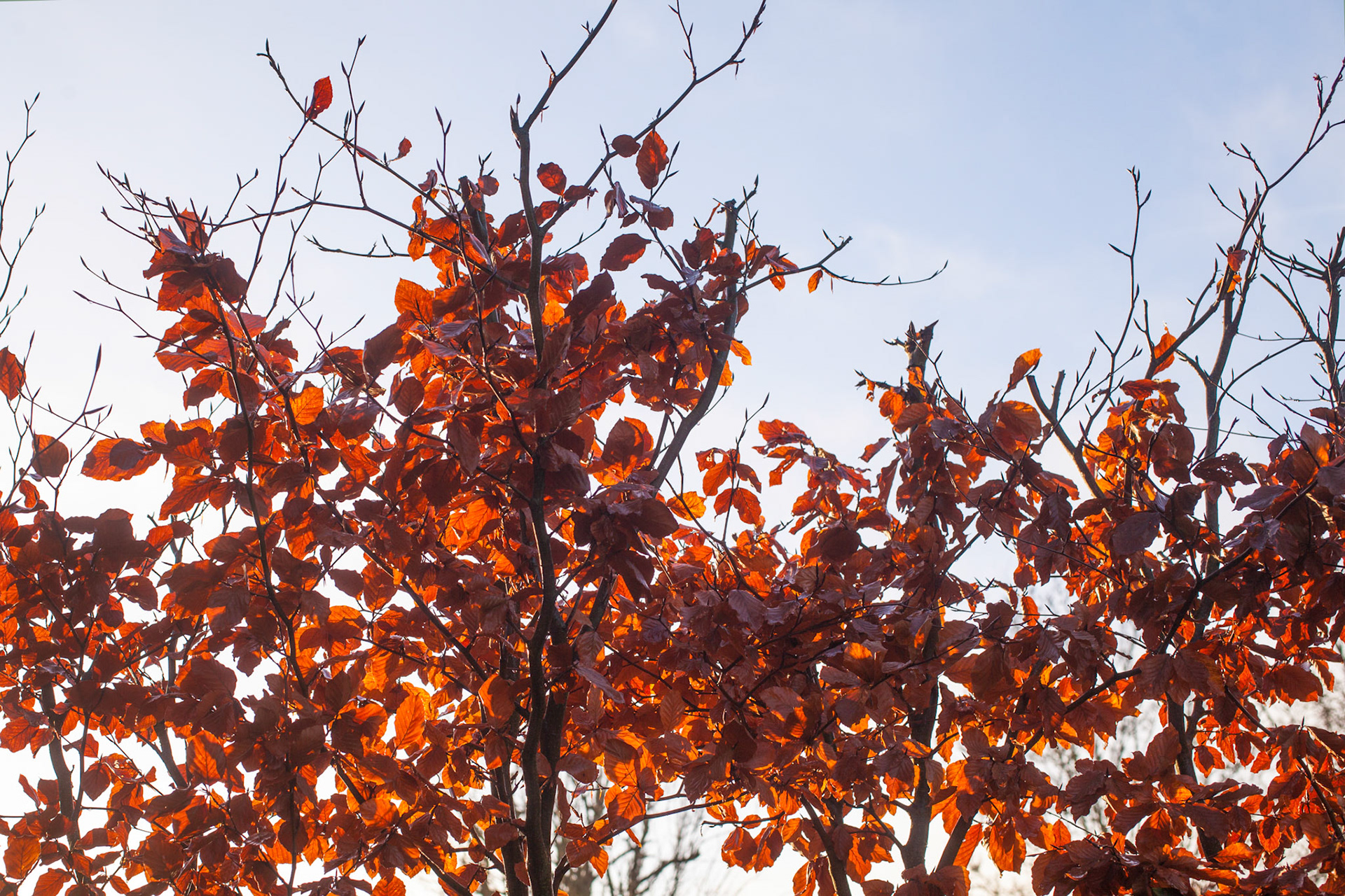 beech hedge in the morning Spring sunshine;