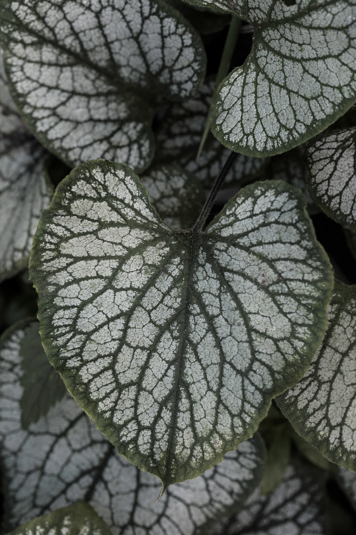 Brunnera macrophylla 'Jack Frost'