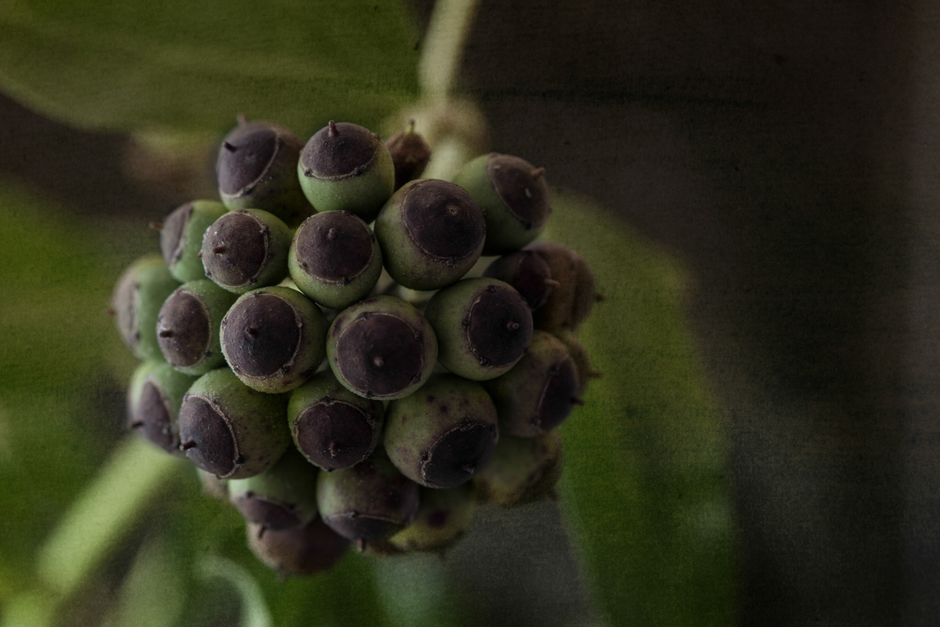 close up of ivy flower
