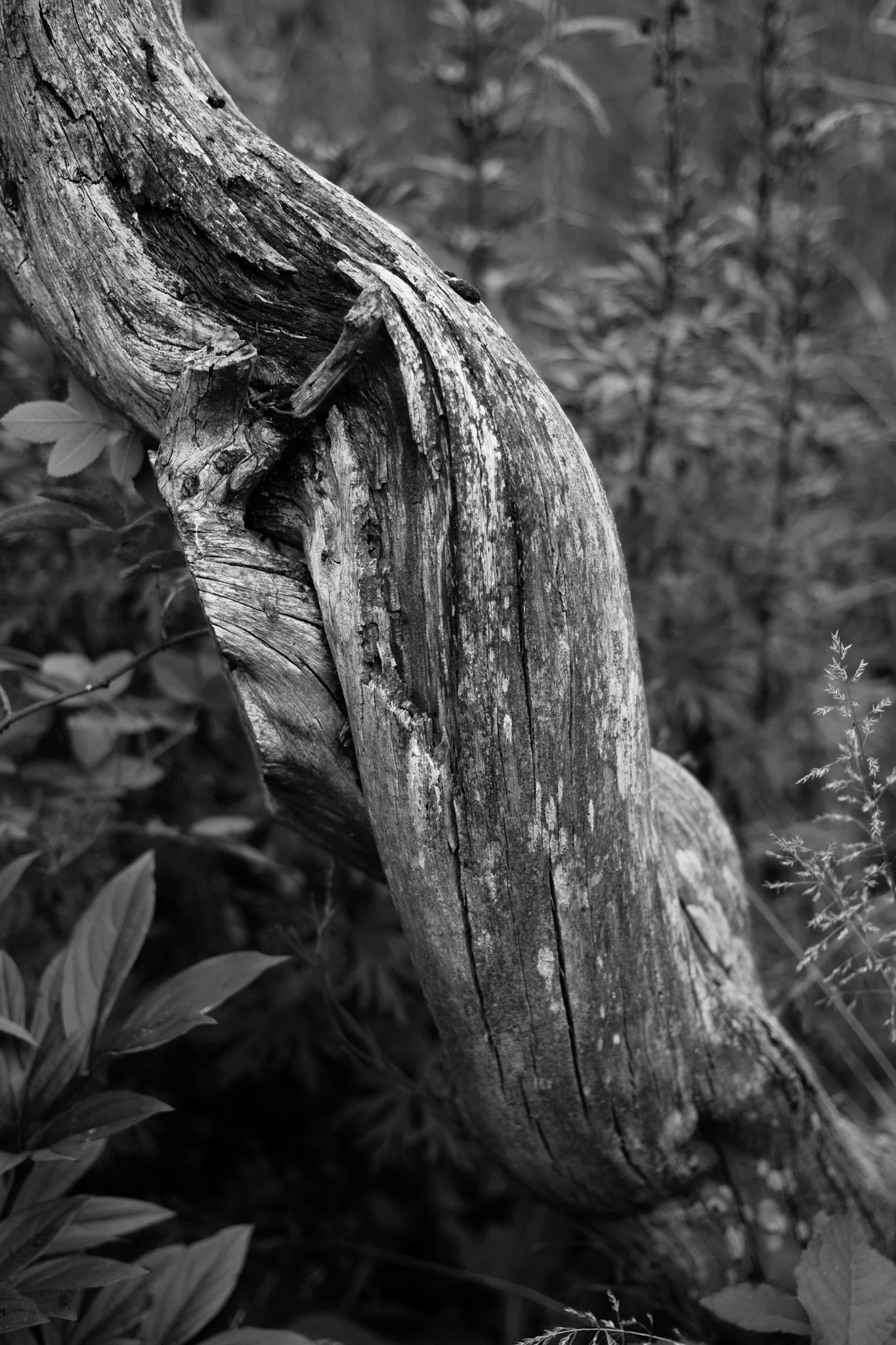 Close up of a weathered tree trunk