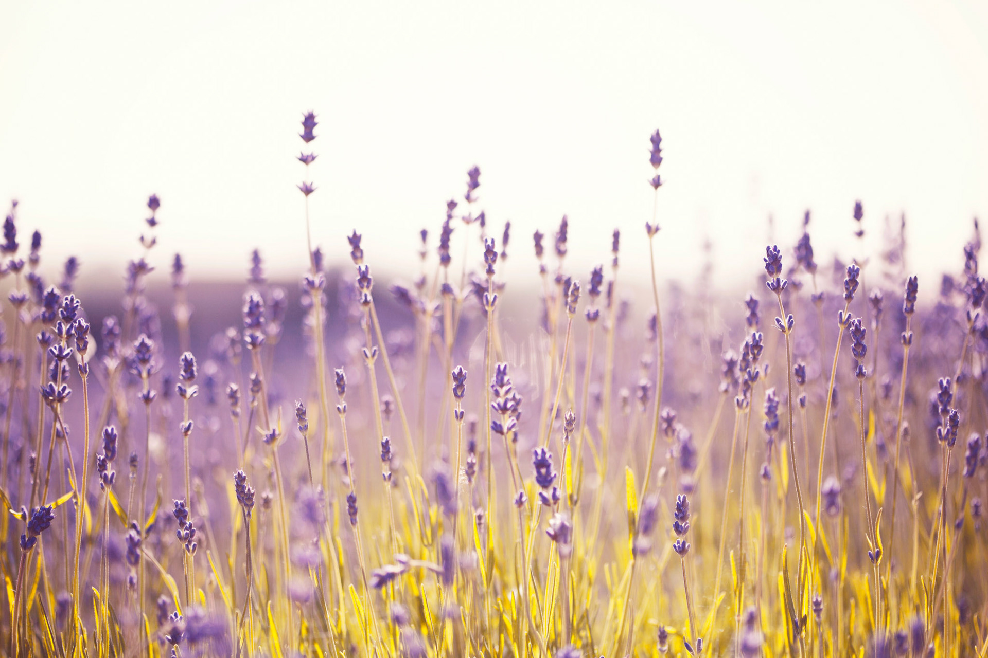 Lavender Landscape