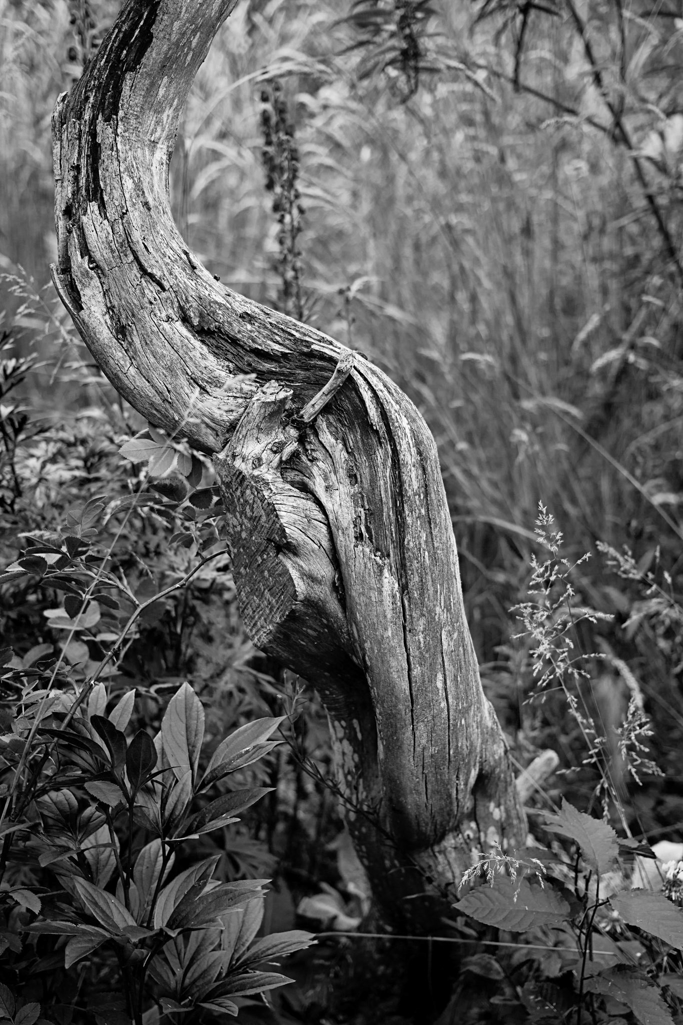 Old tree truck in black and white with grasses