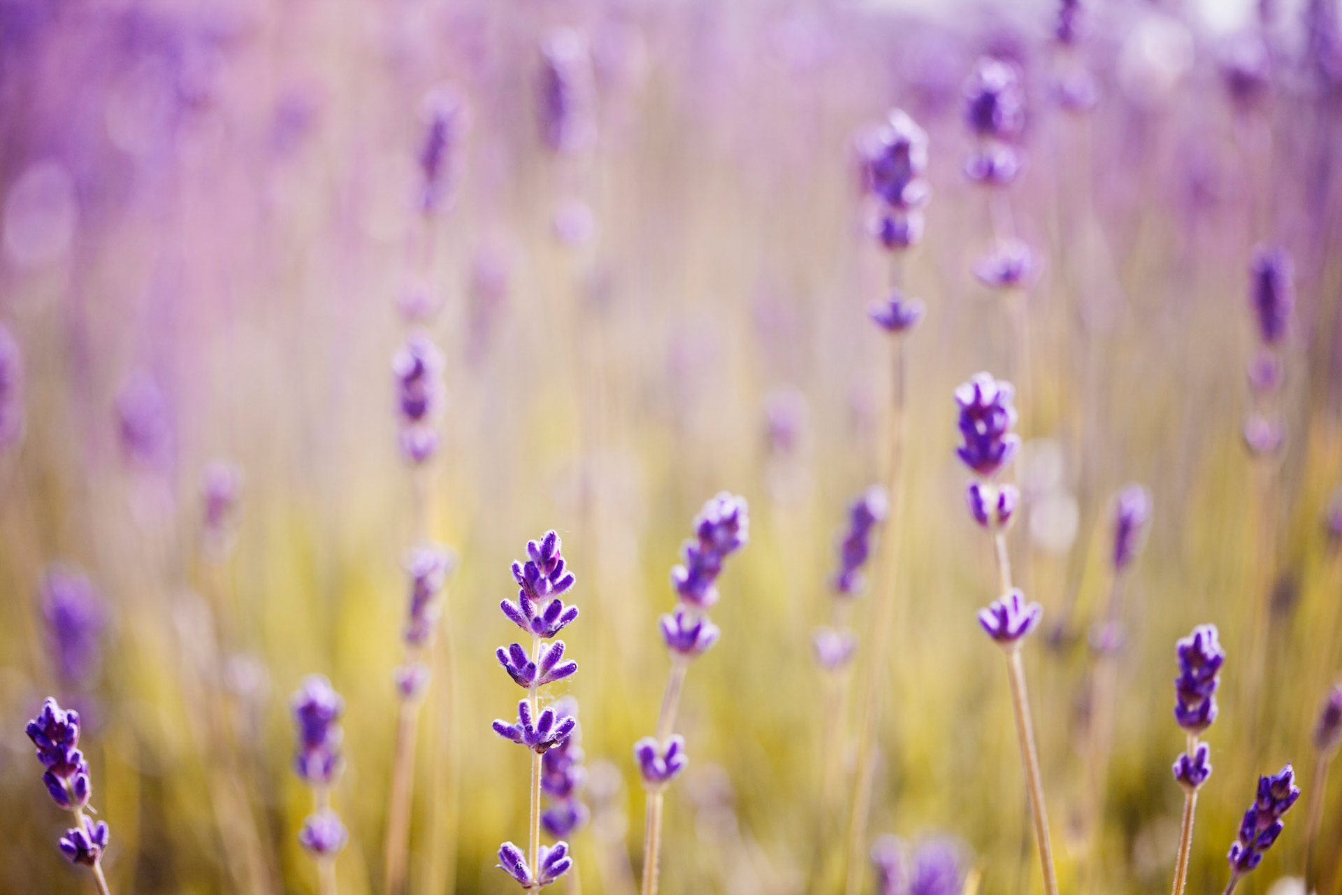 Lavender Landscape