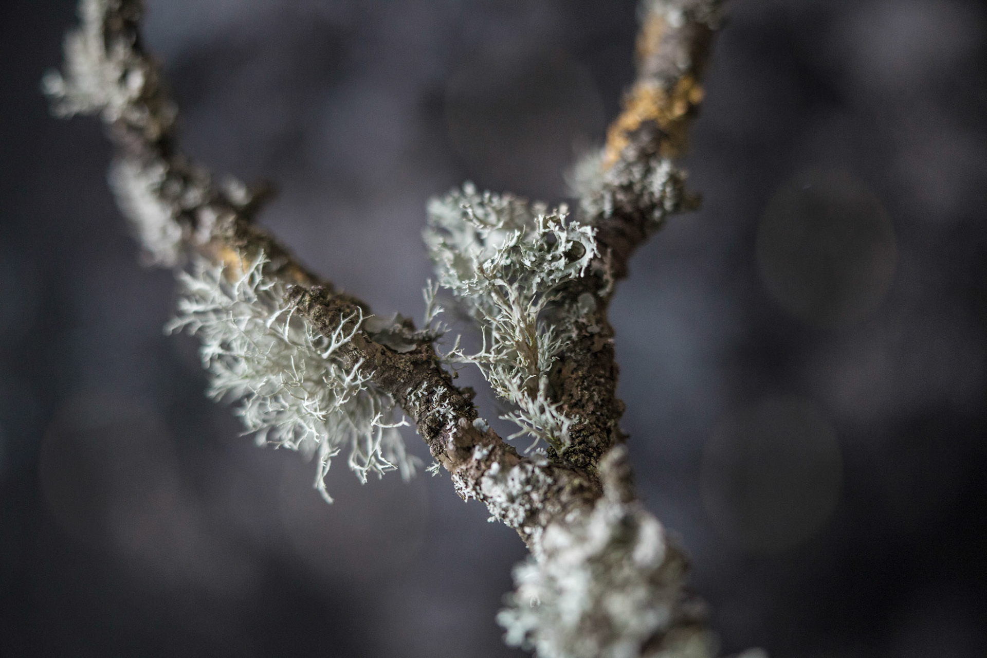 close up of lichen on branch