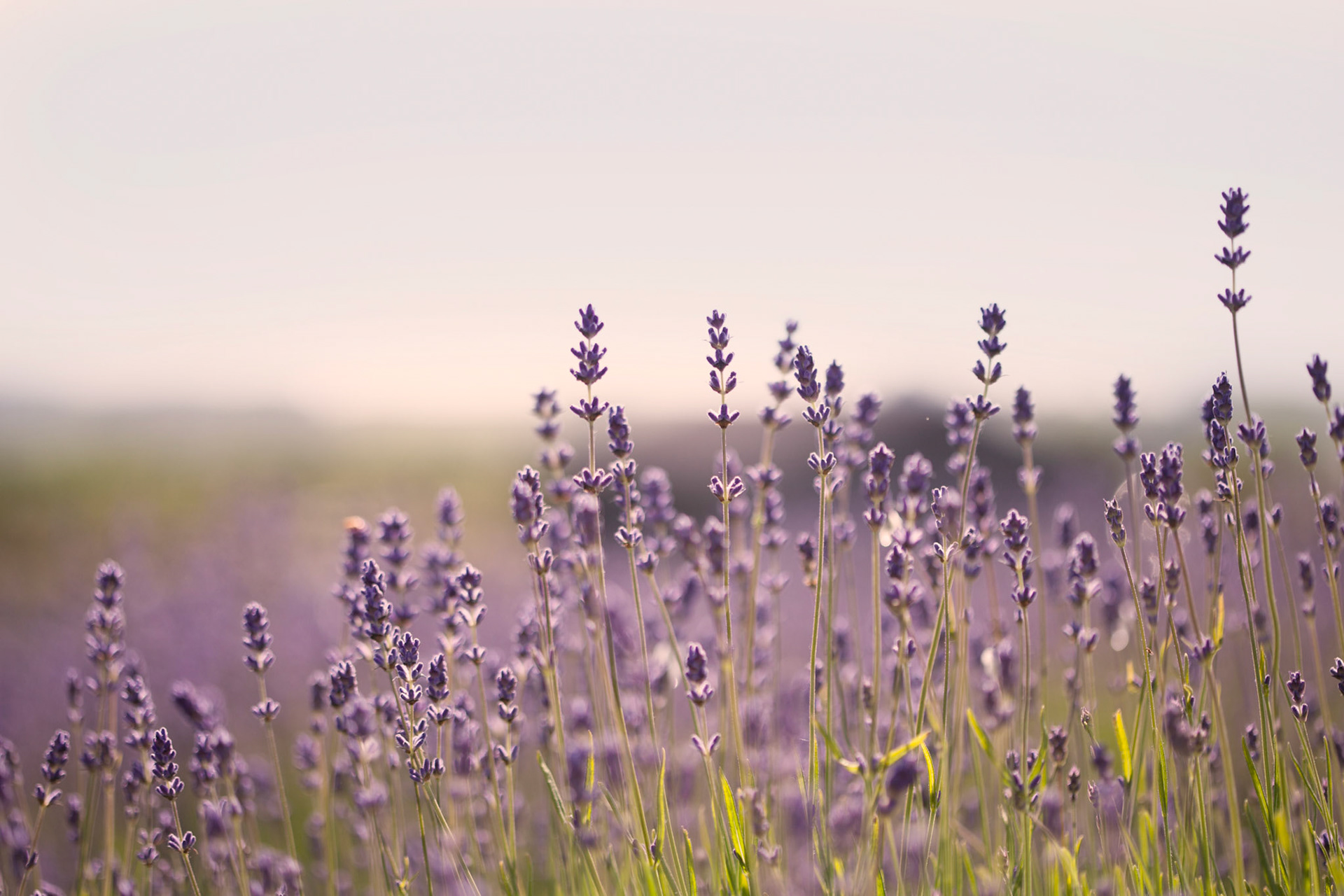 Lavender Landscape