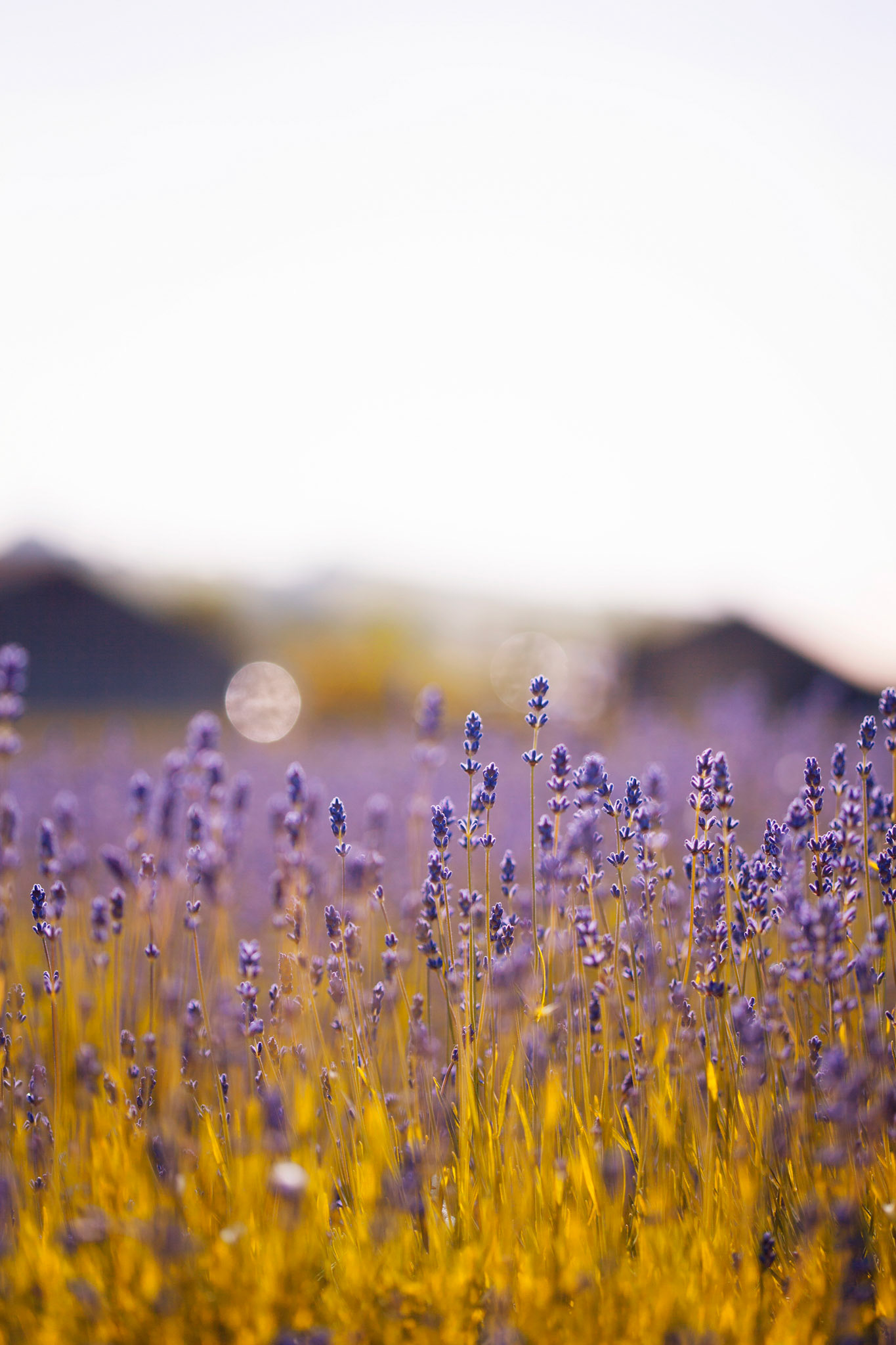 Lavender Landscape
