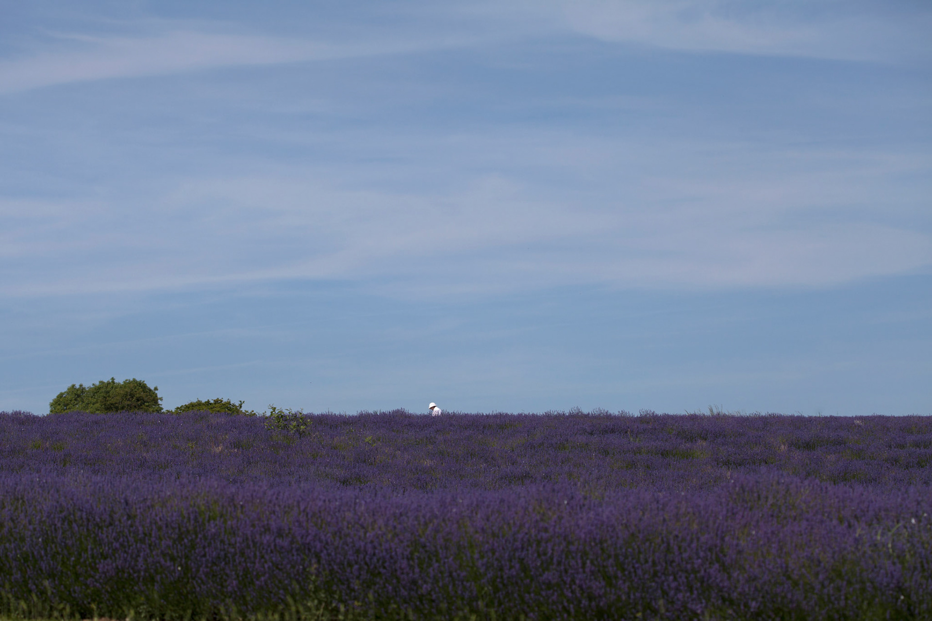 Lavender Landscape