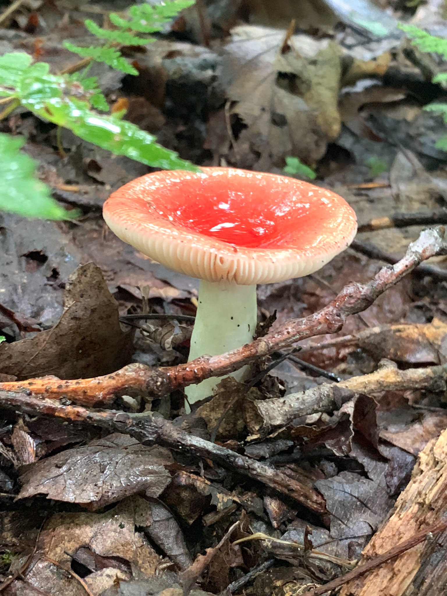 Small Mushroom