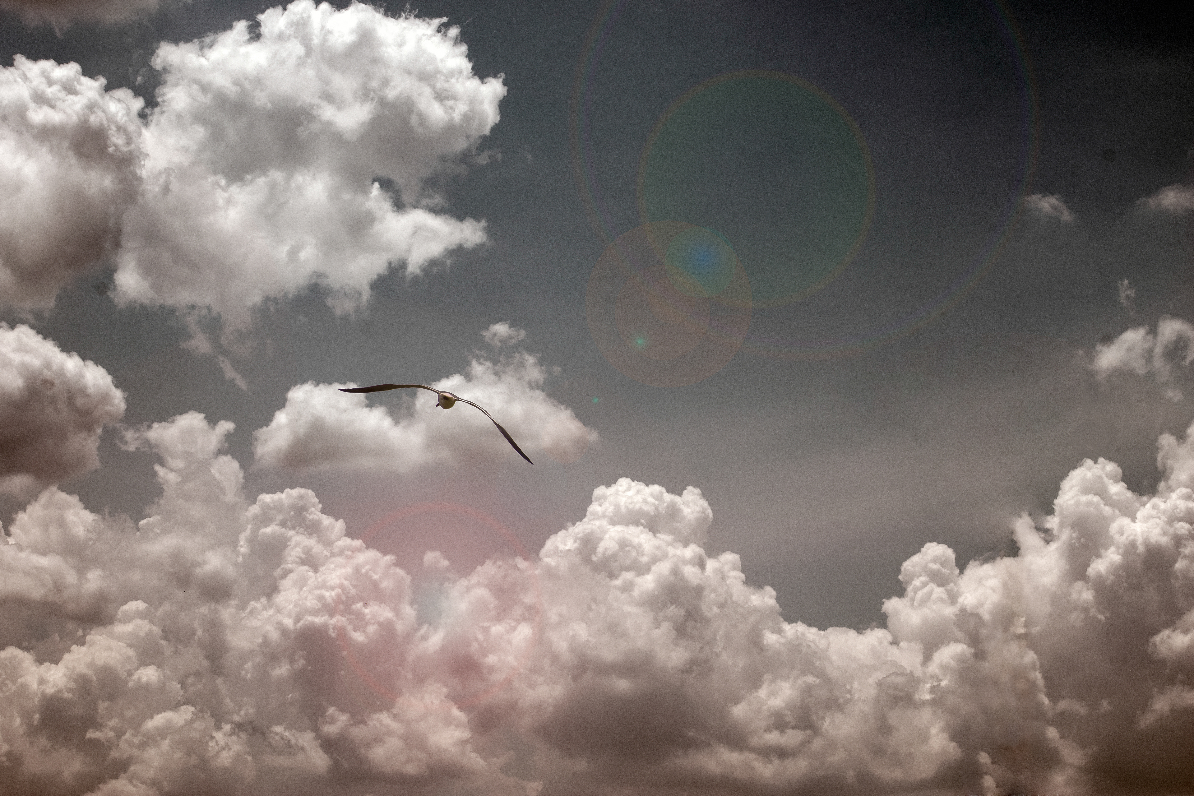 High Flier