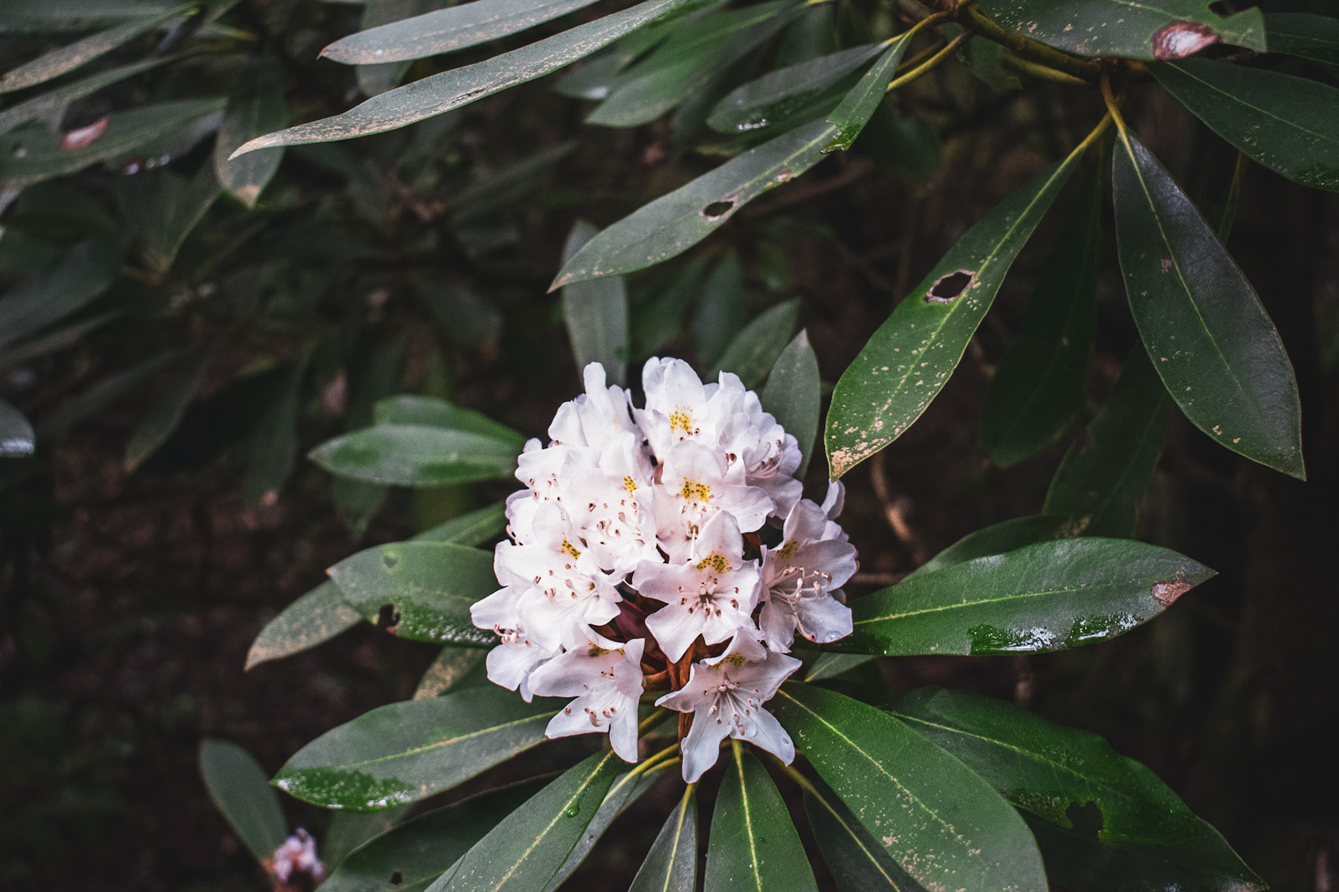 Flowers in Bushes