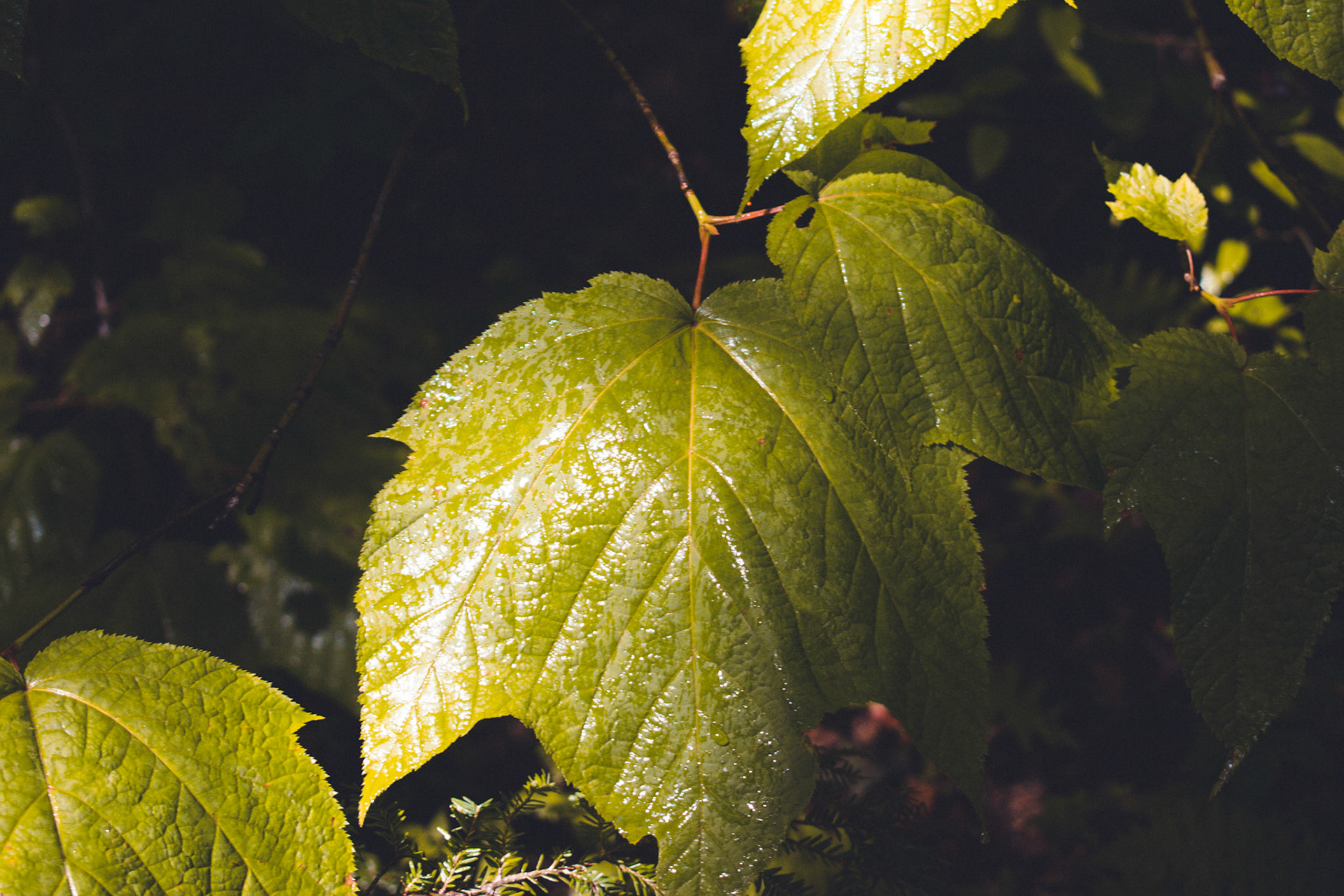 AT Leaf In Forest