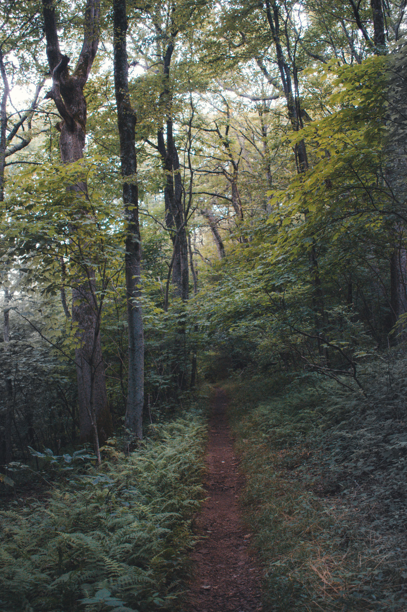 Walking into forest