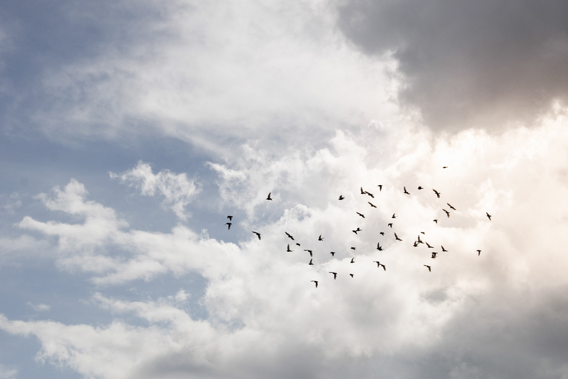 Birds Flying In TN