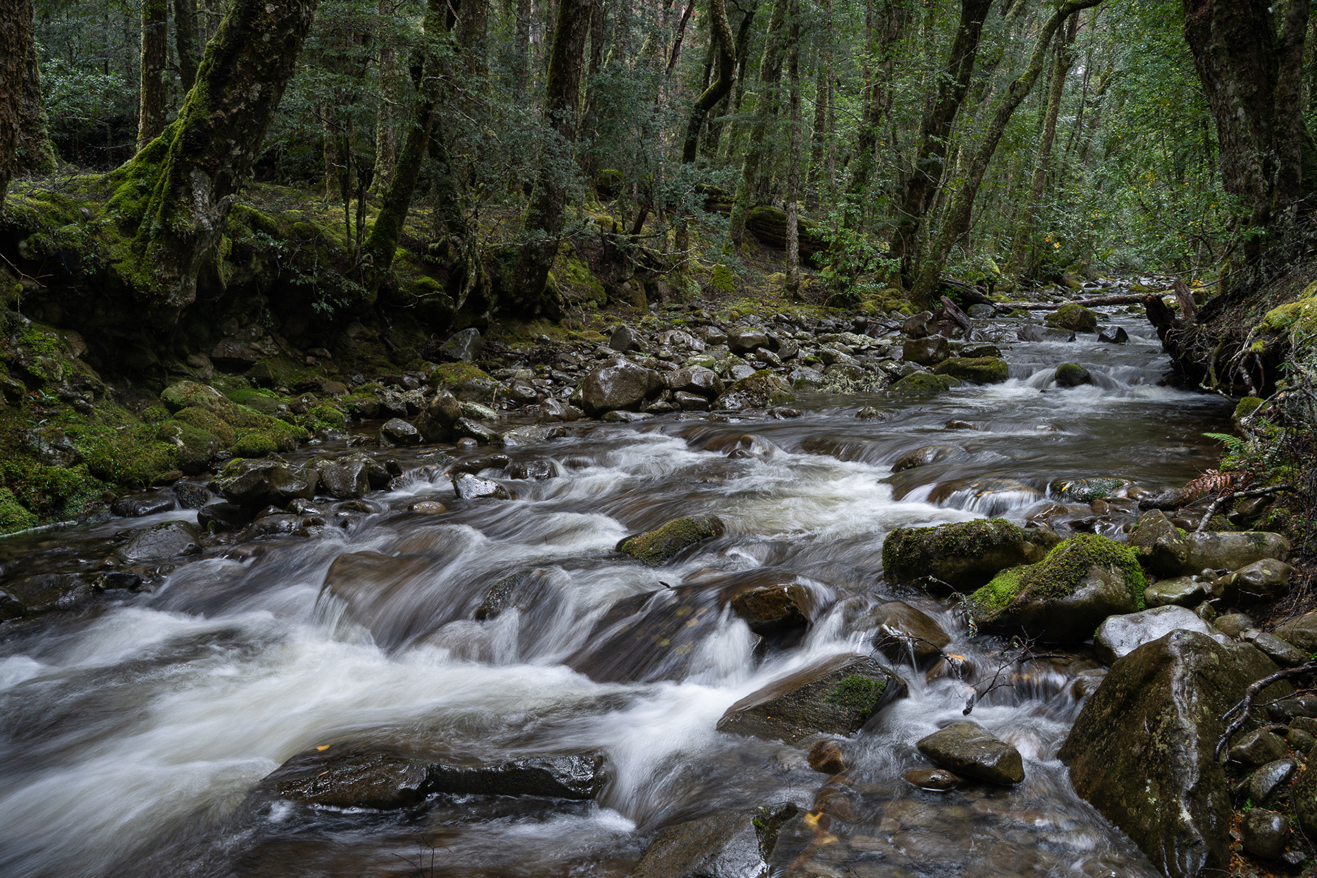 Rainforest river