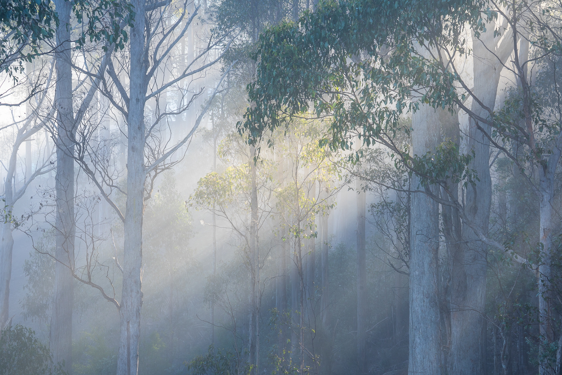 Huon light
