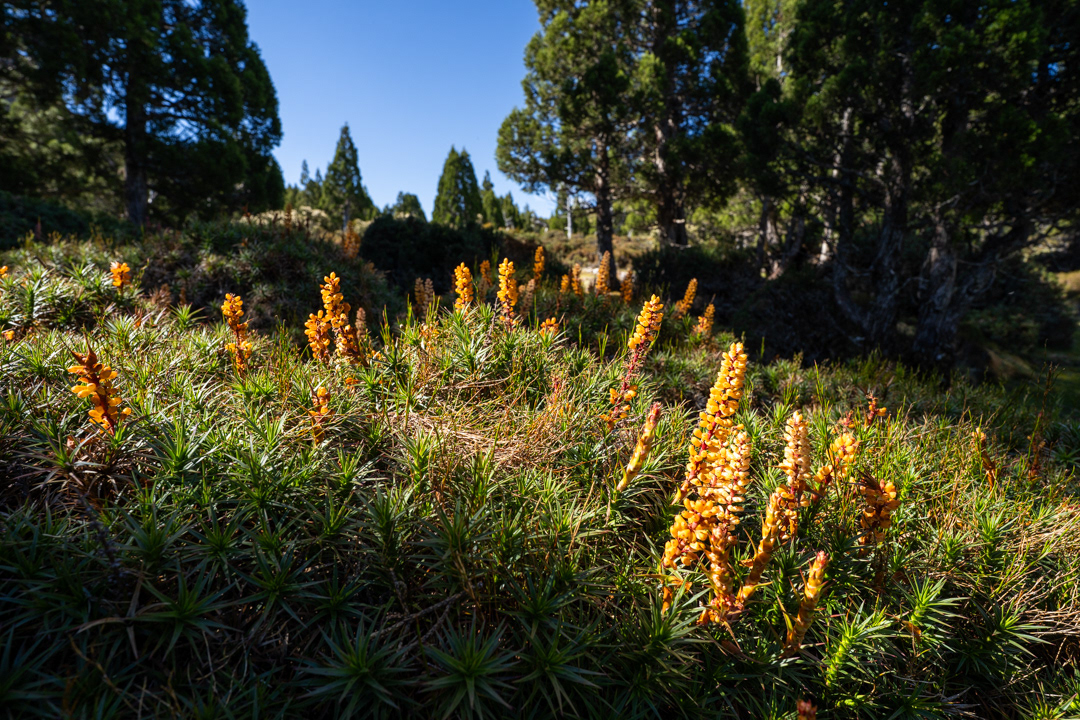 Scoparia and Pines